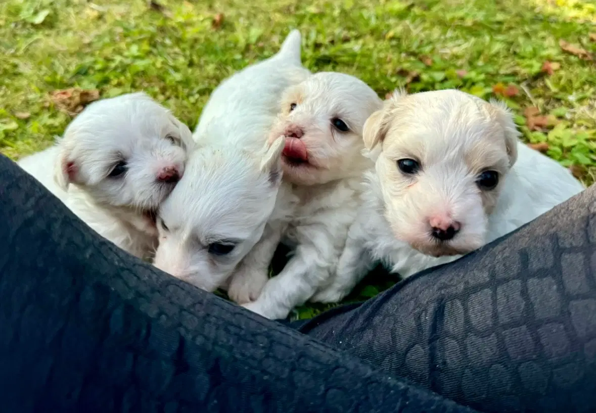 Coton de tulear Hvalpe