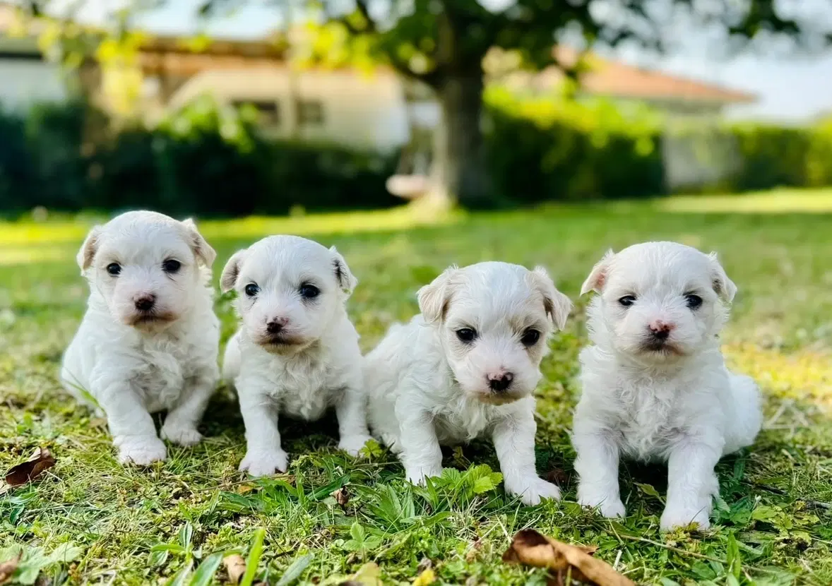 Coton de tulear Hvalpe