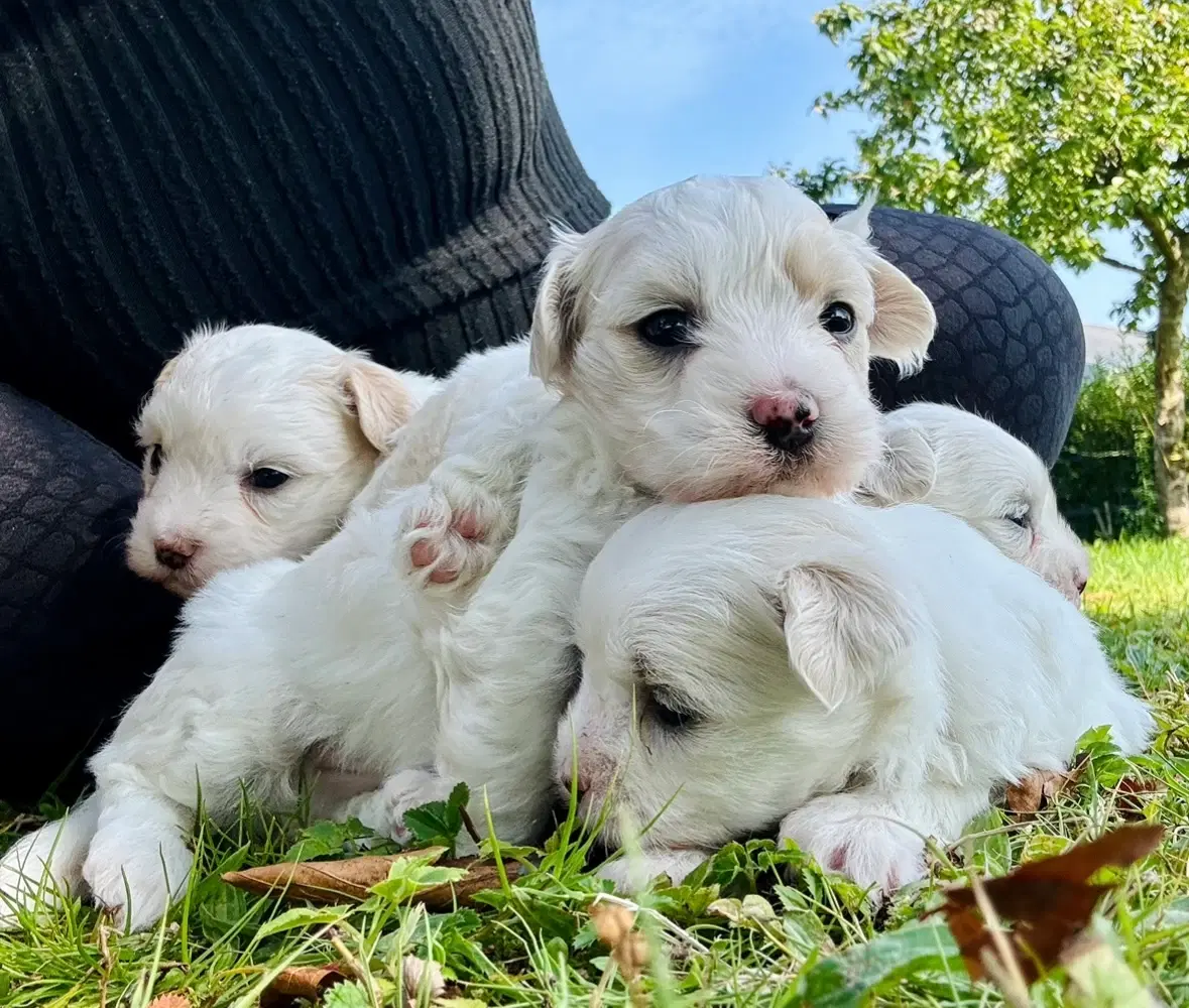 Coton de tulear Hvalpe