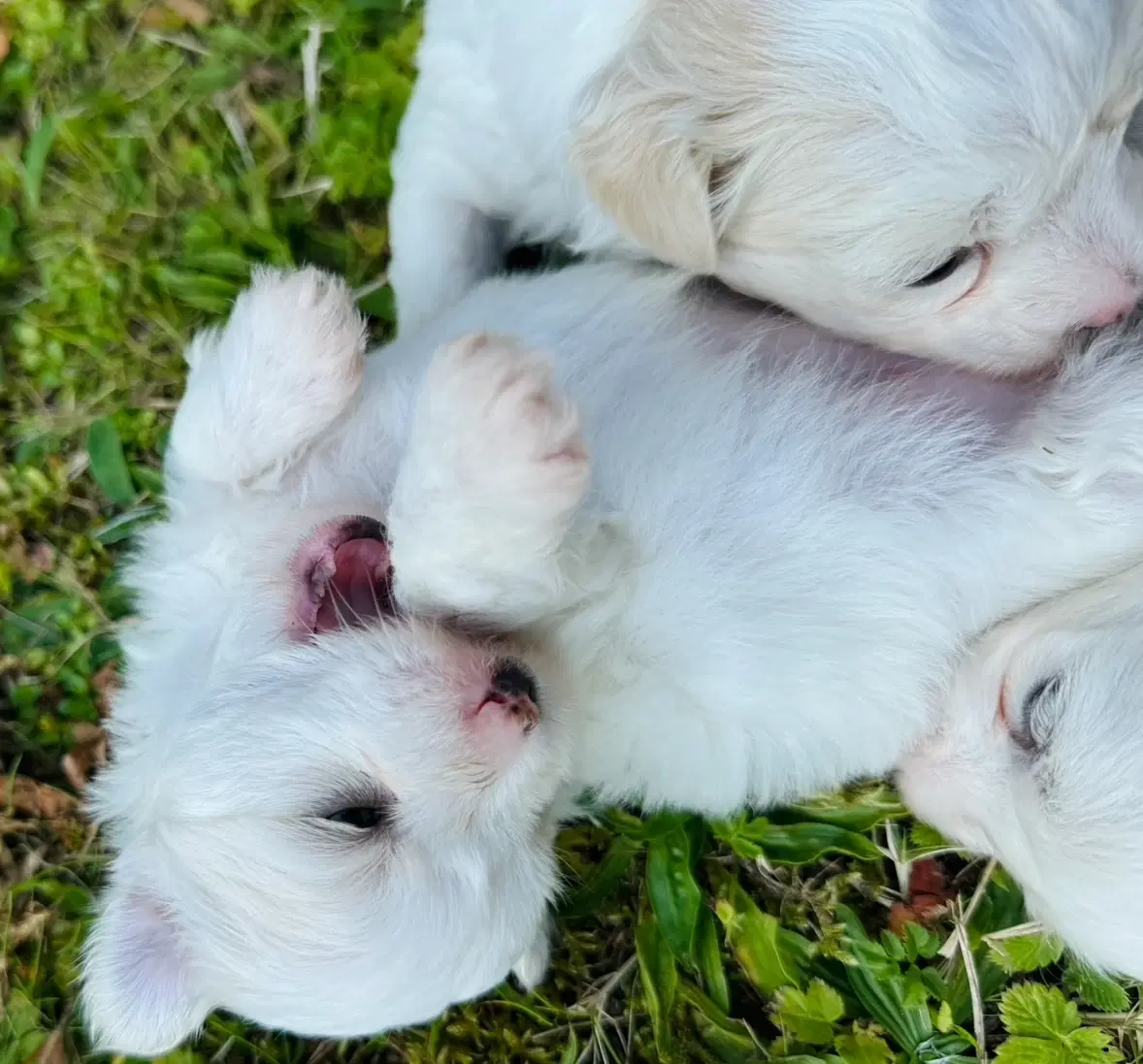 Coton de tulear Hvalpe