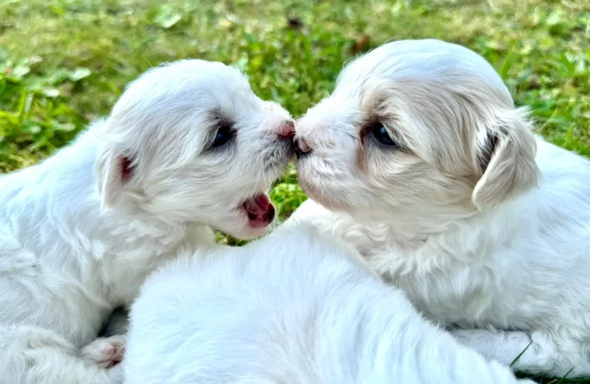 Coton de tulear Hvalpe