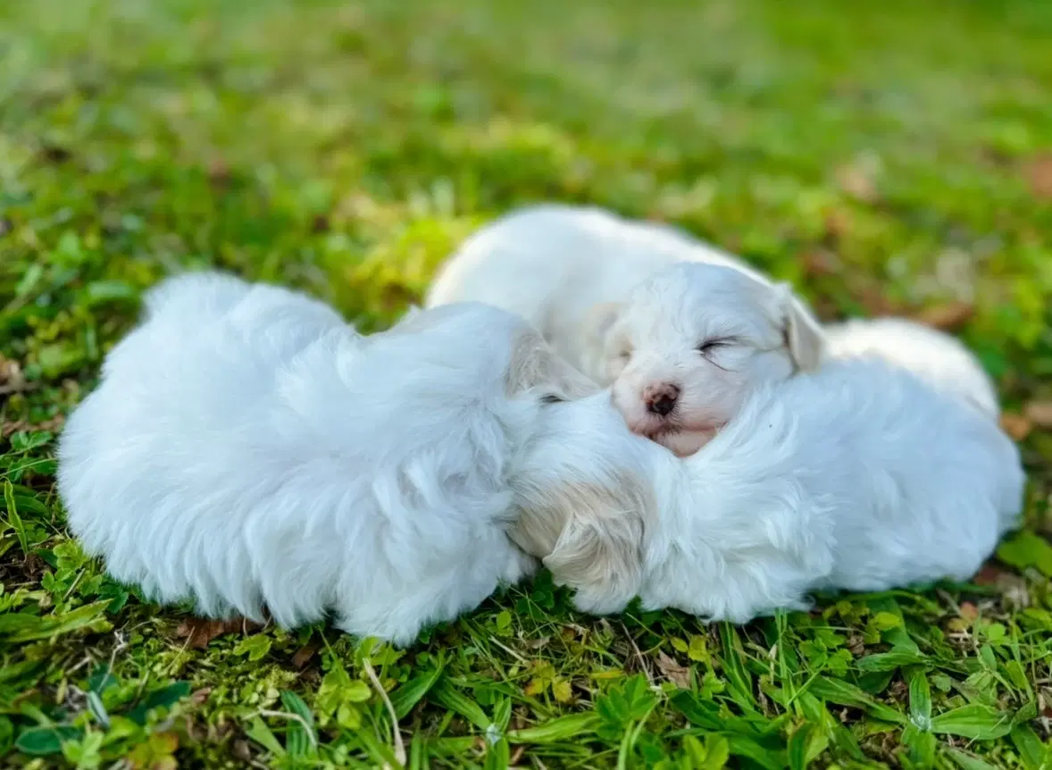 Coton de tulear Hvalpe