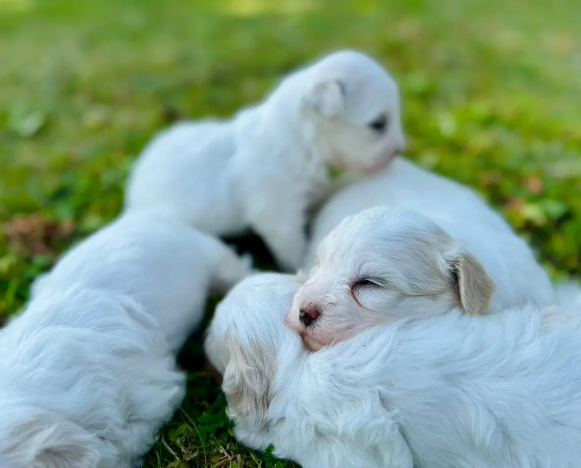 Coton de tulear Hvalpe