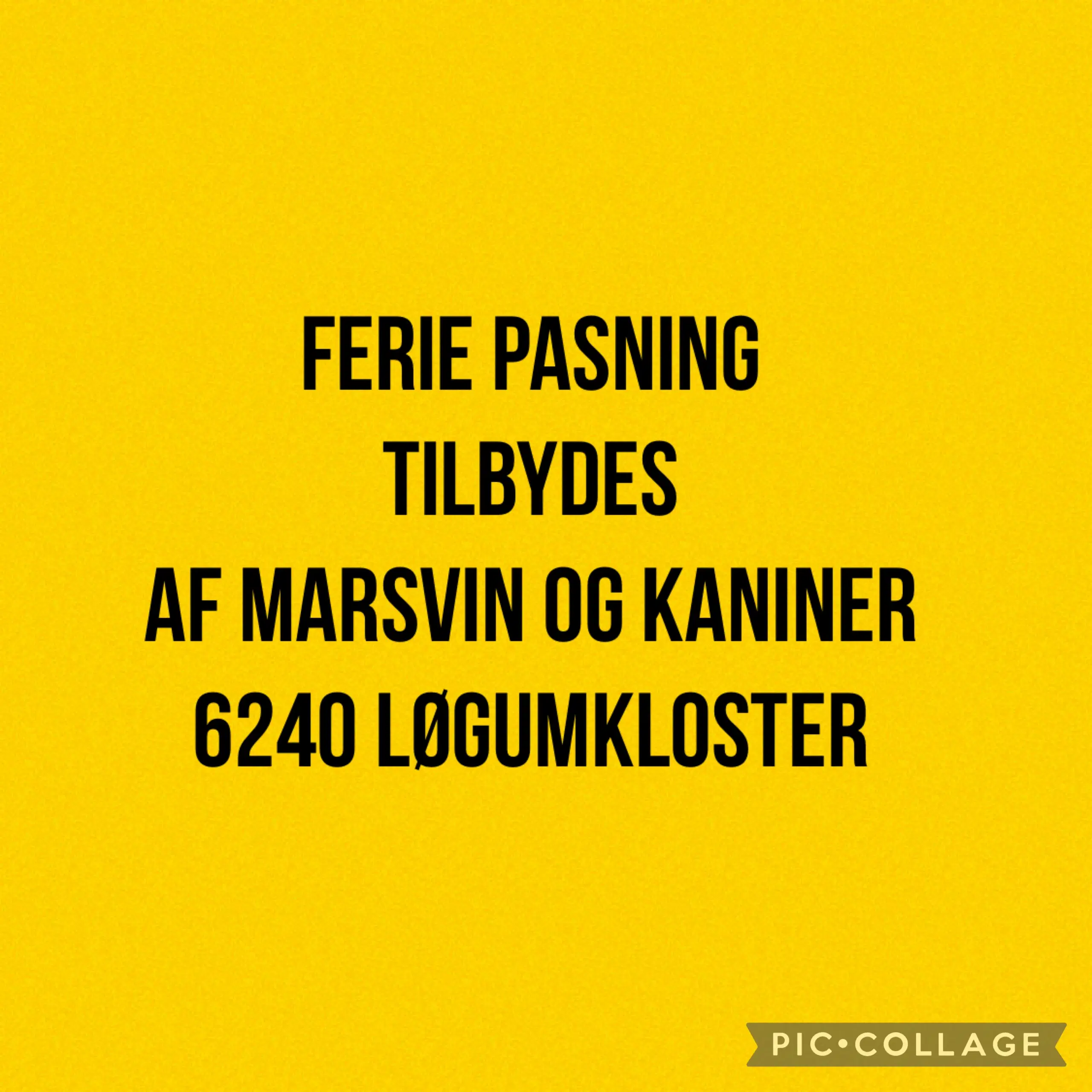 Ferie pasning af kaniner og marsvin tilbydes