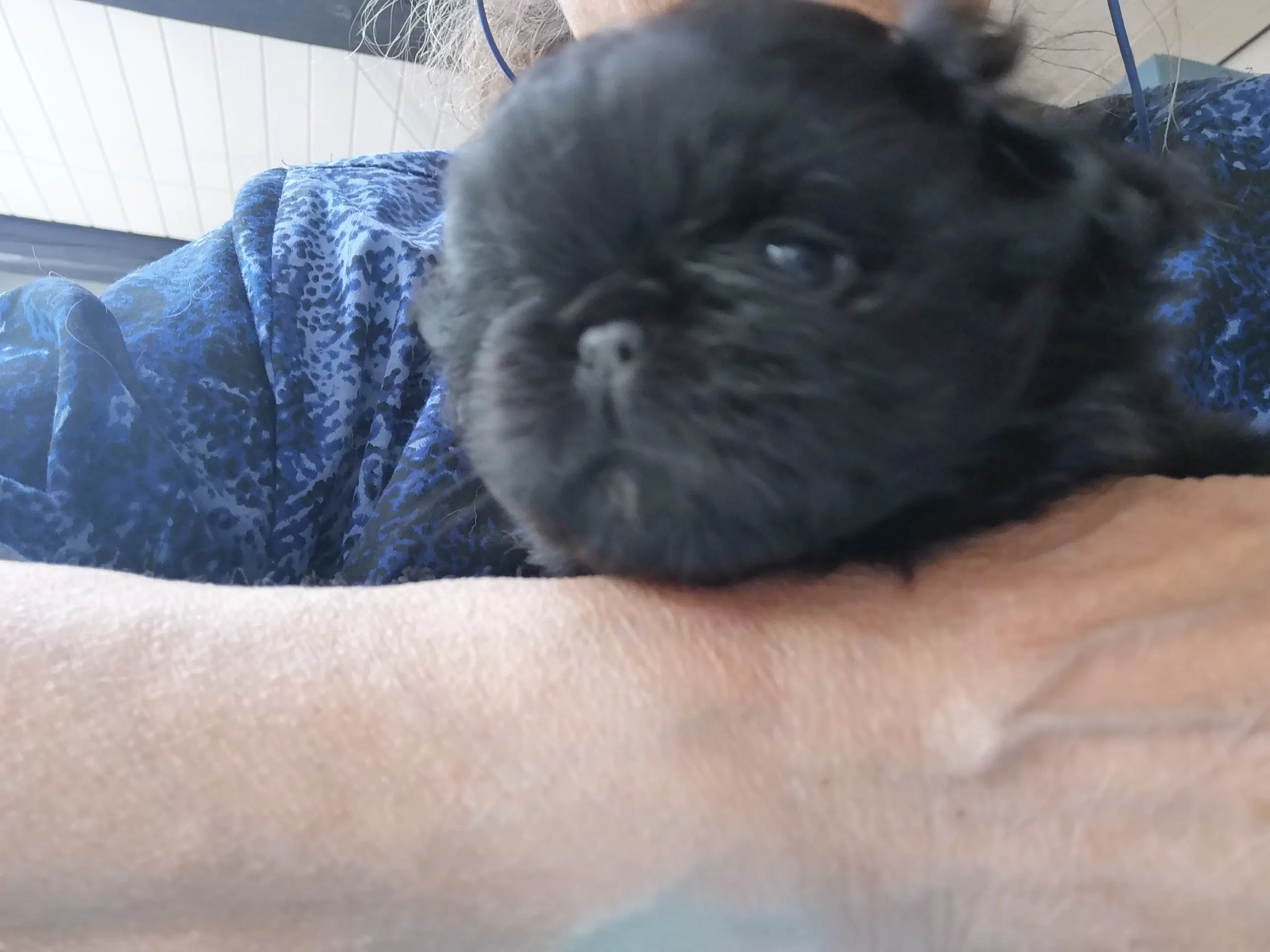 Pekingeser hvalpe 3 drenge