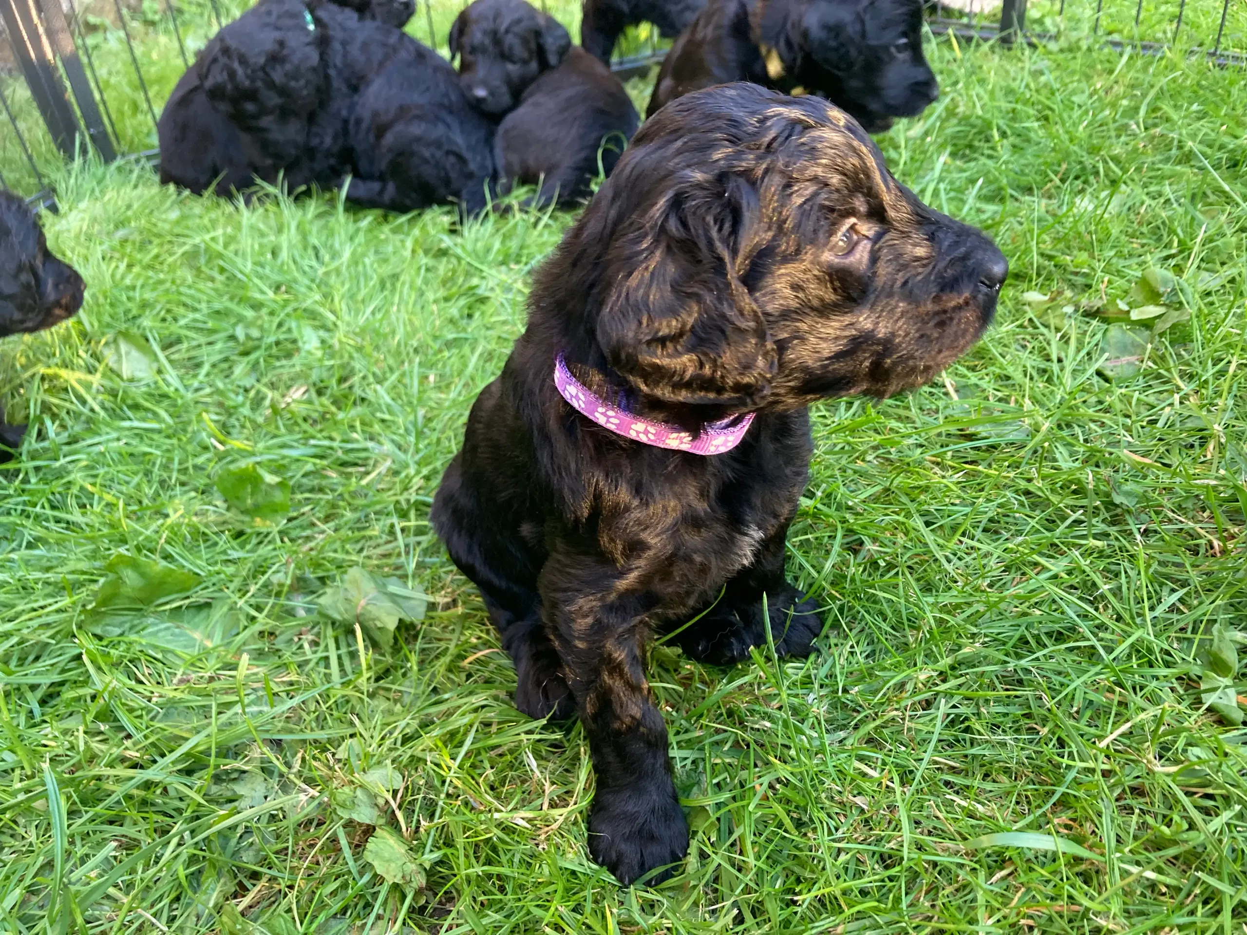 Goldendoodle hvalpe