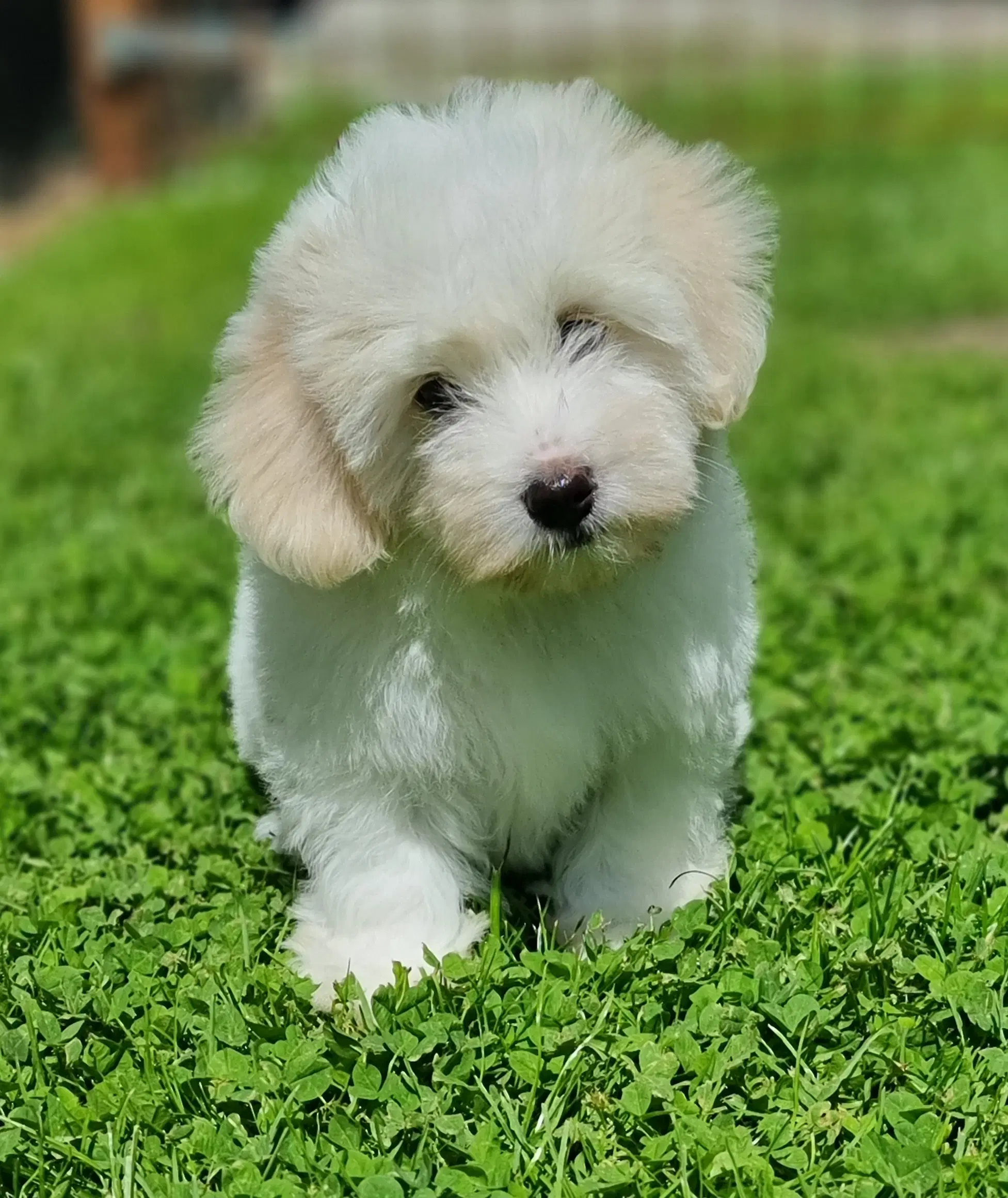 Coton de tulear