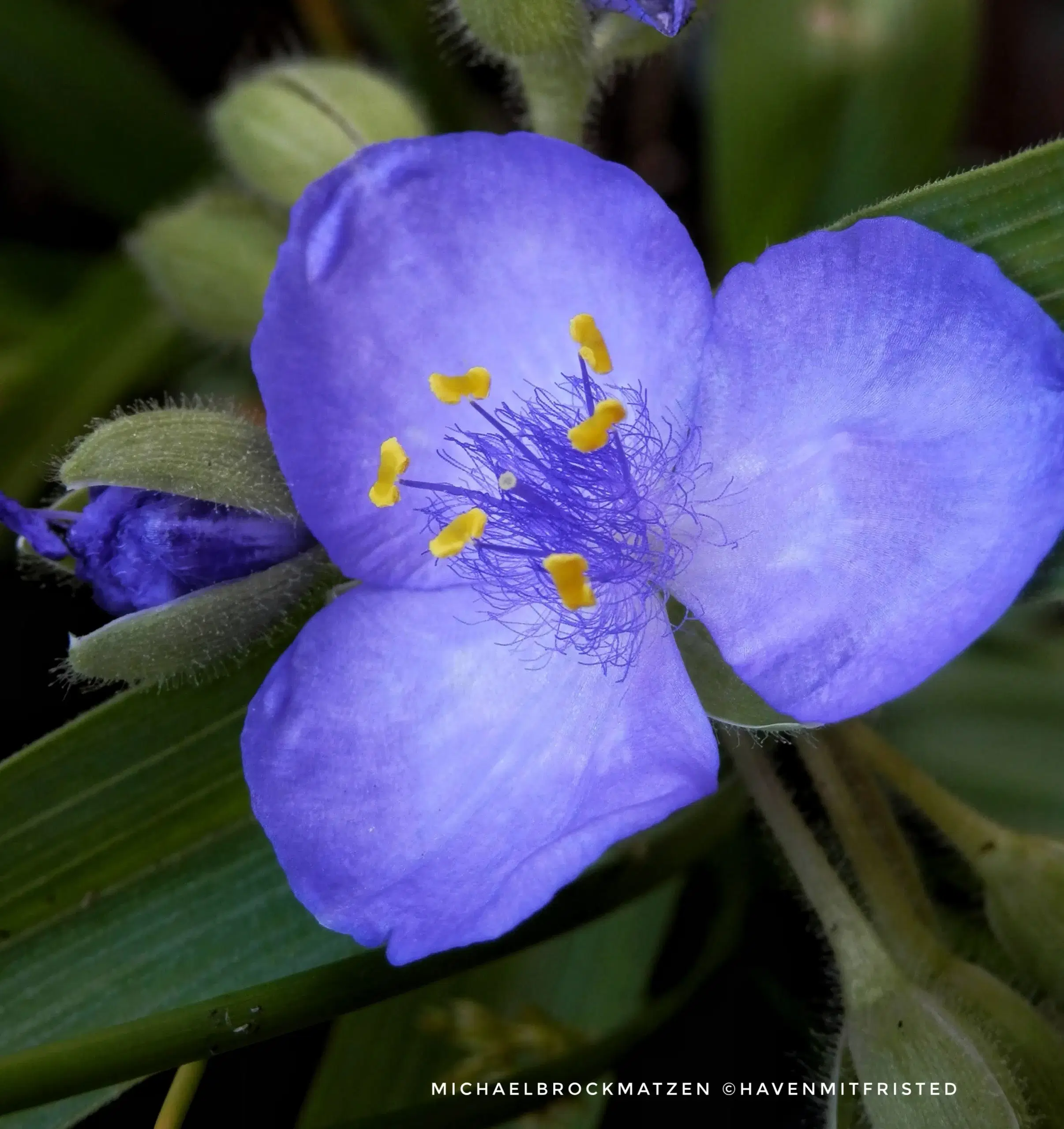 Trekantblomst