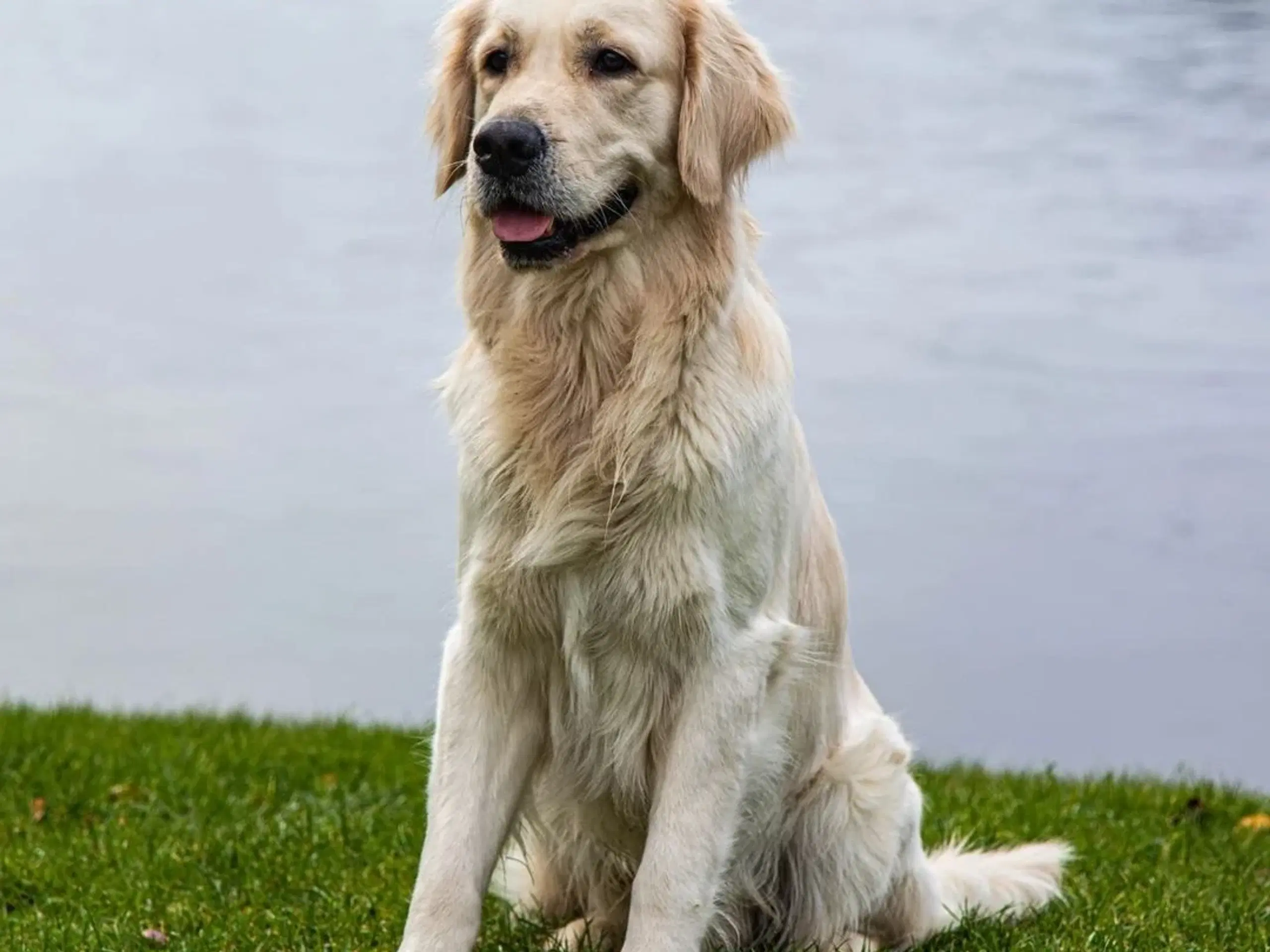 Parring golden retriever