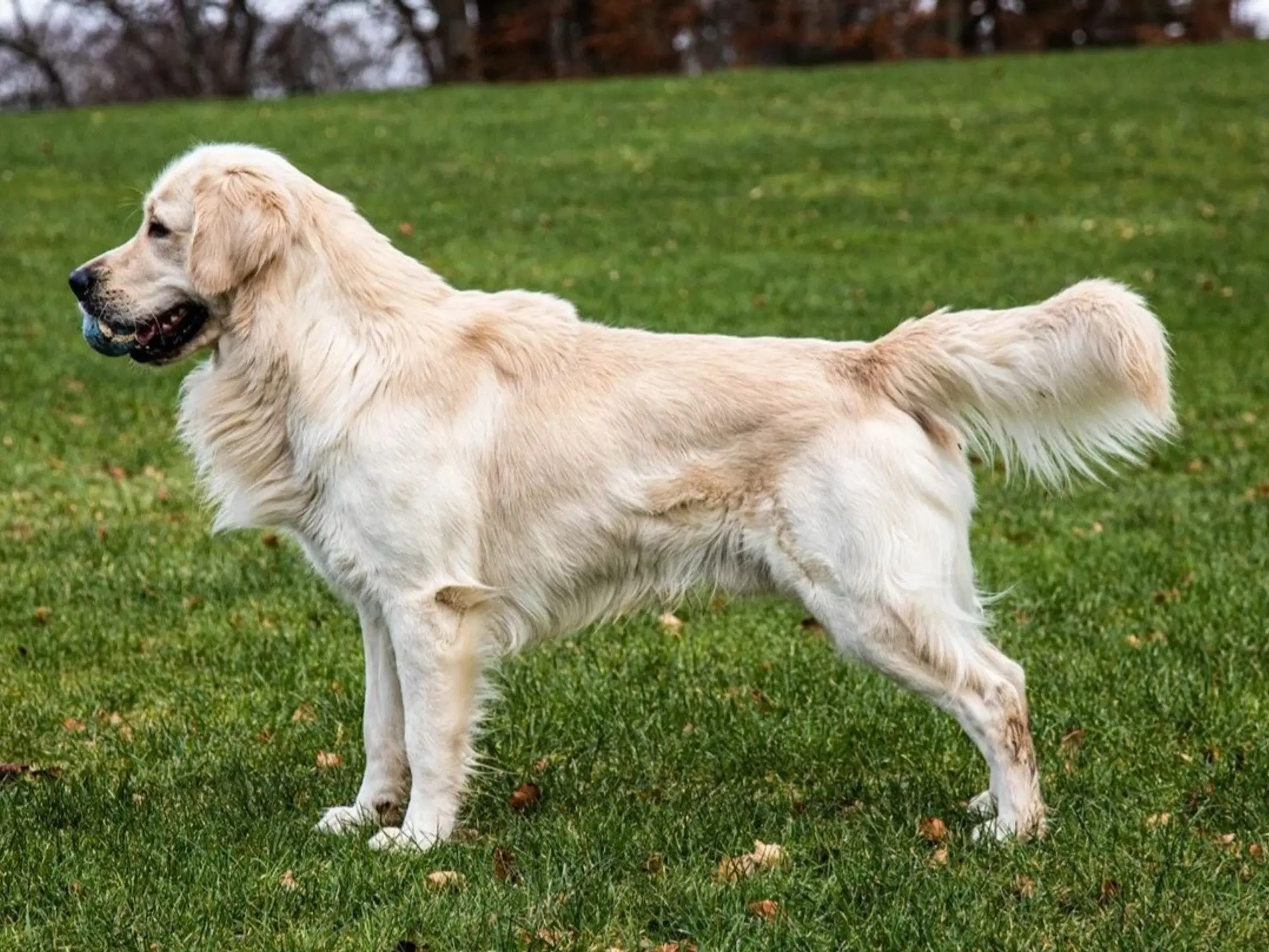 Parring golden retriever