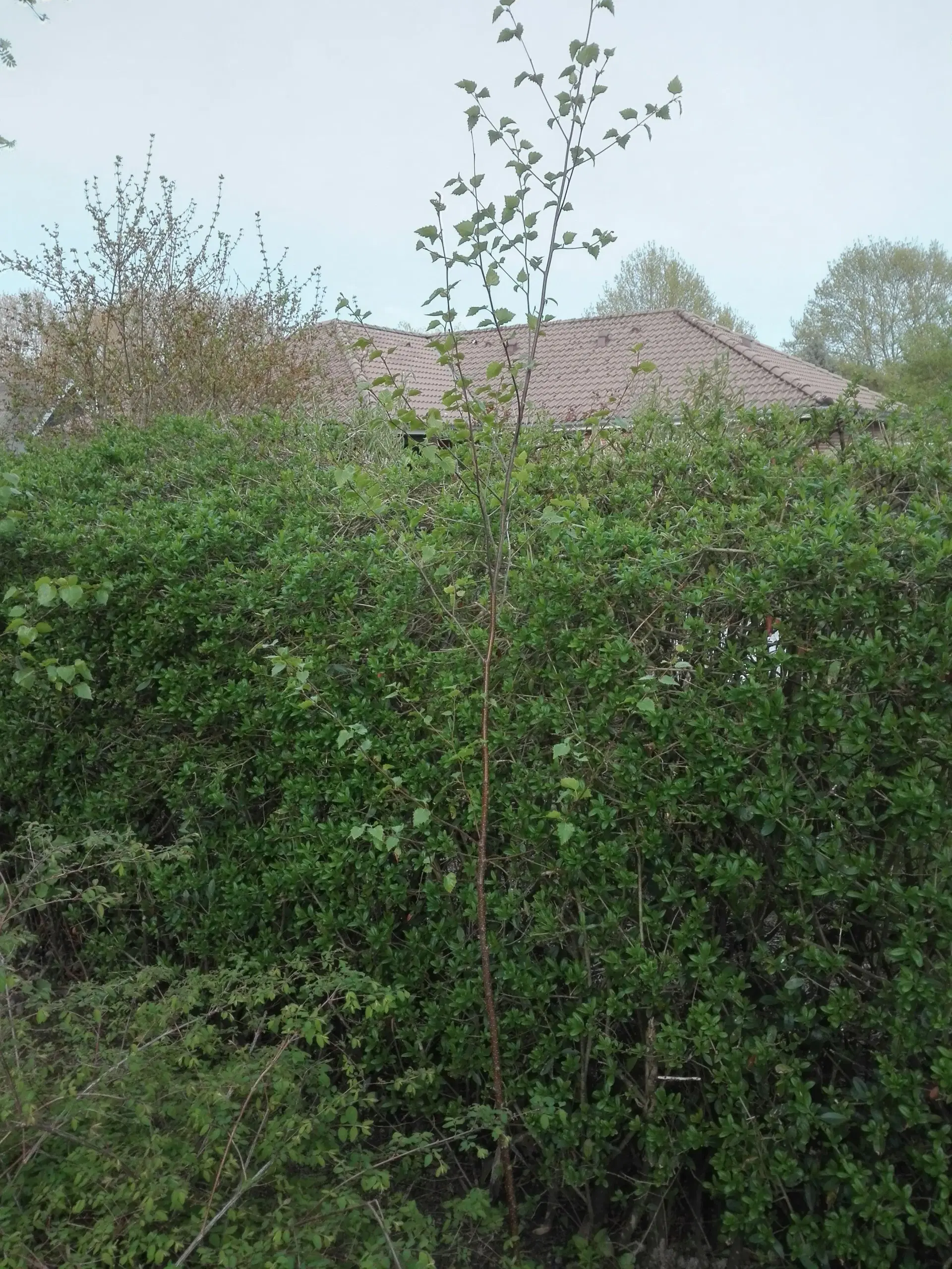 Ege- birk Rønnebær- og blommetræer