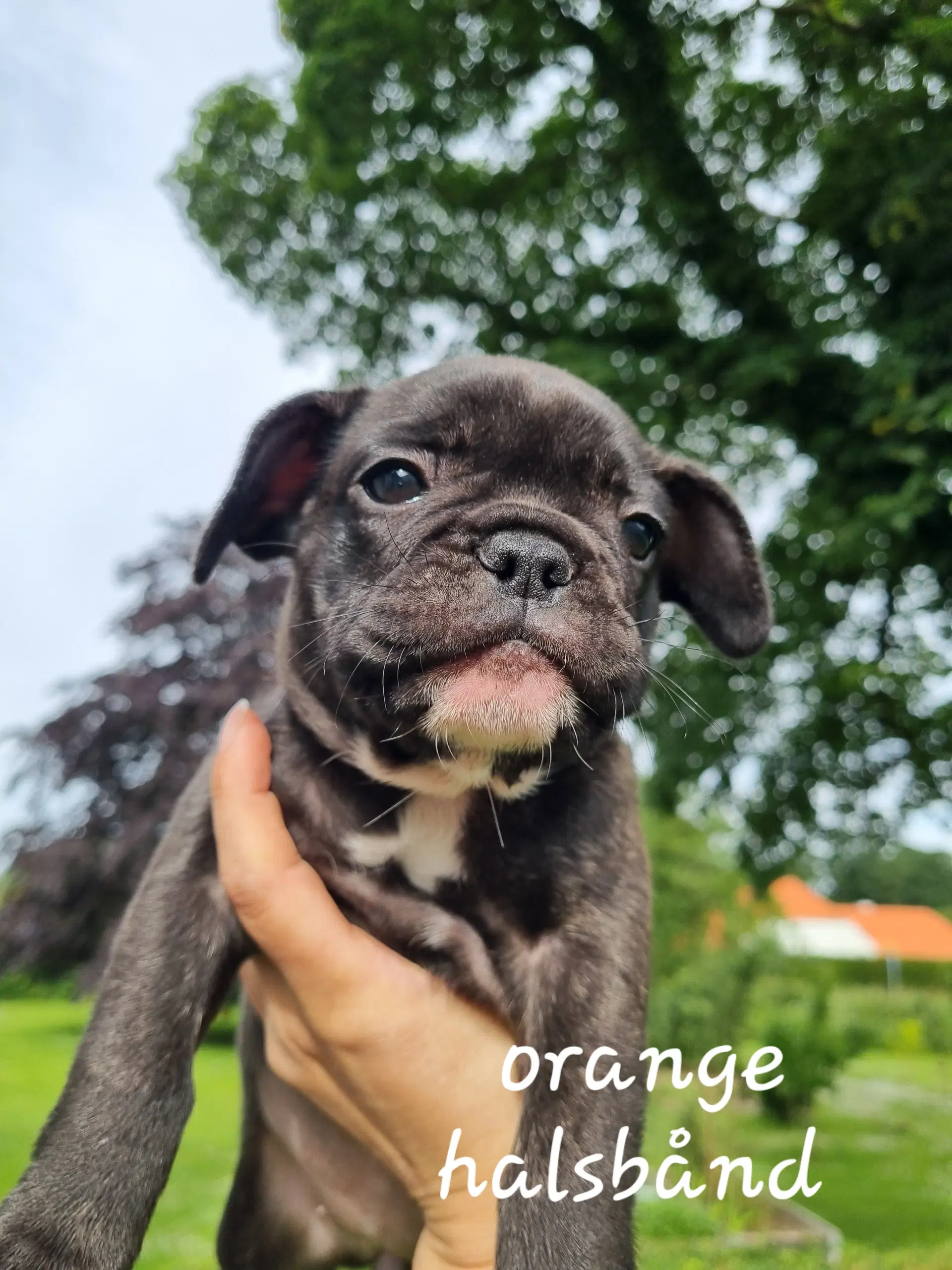 Fransk bulldog hvalpe