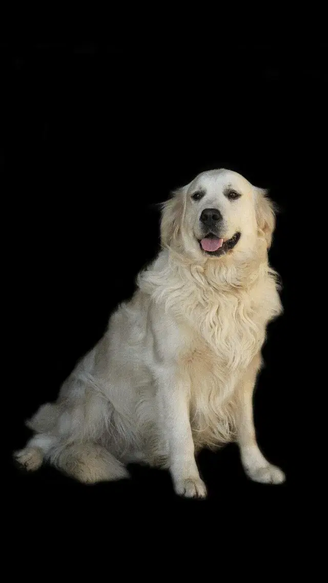 Golden retriever hvalpe