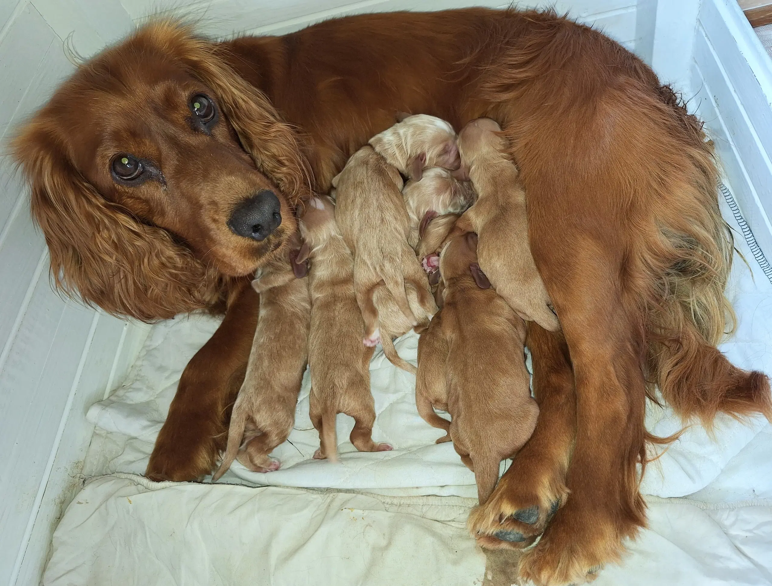 cocker spaniel Hvalpe forventes