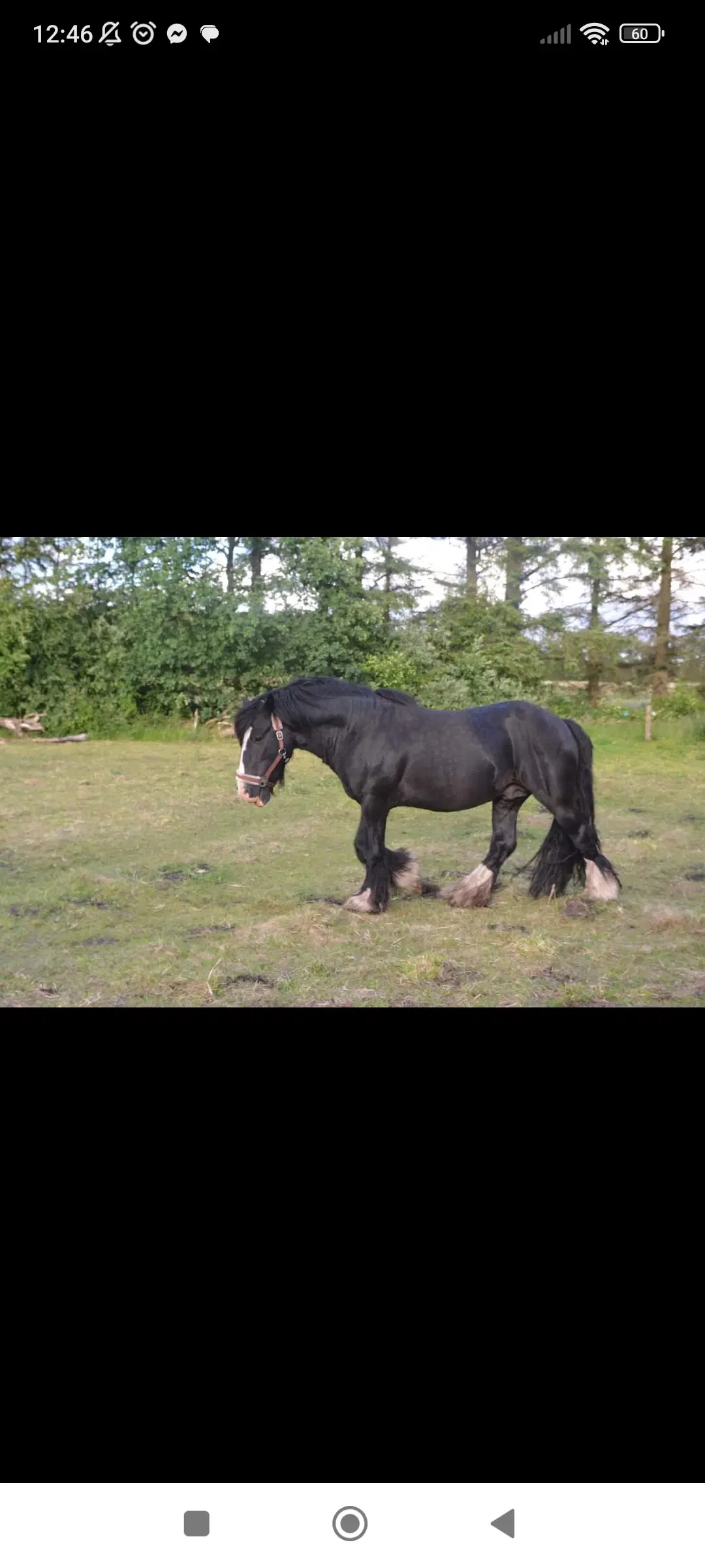 Hingst Irish cob