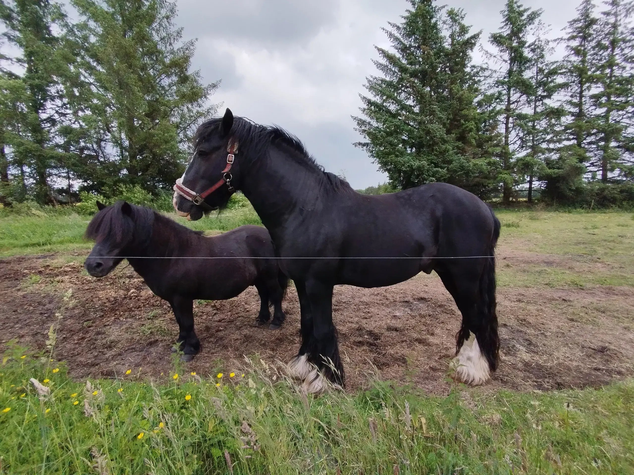 Hingst Irish cob