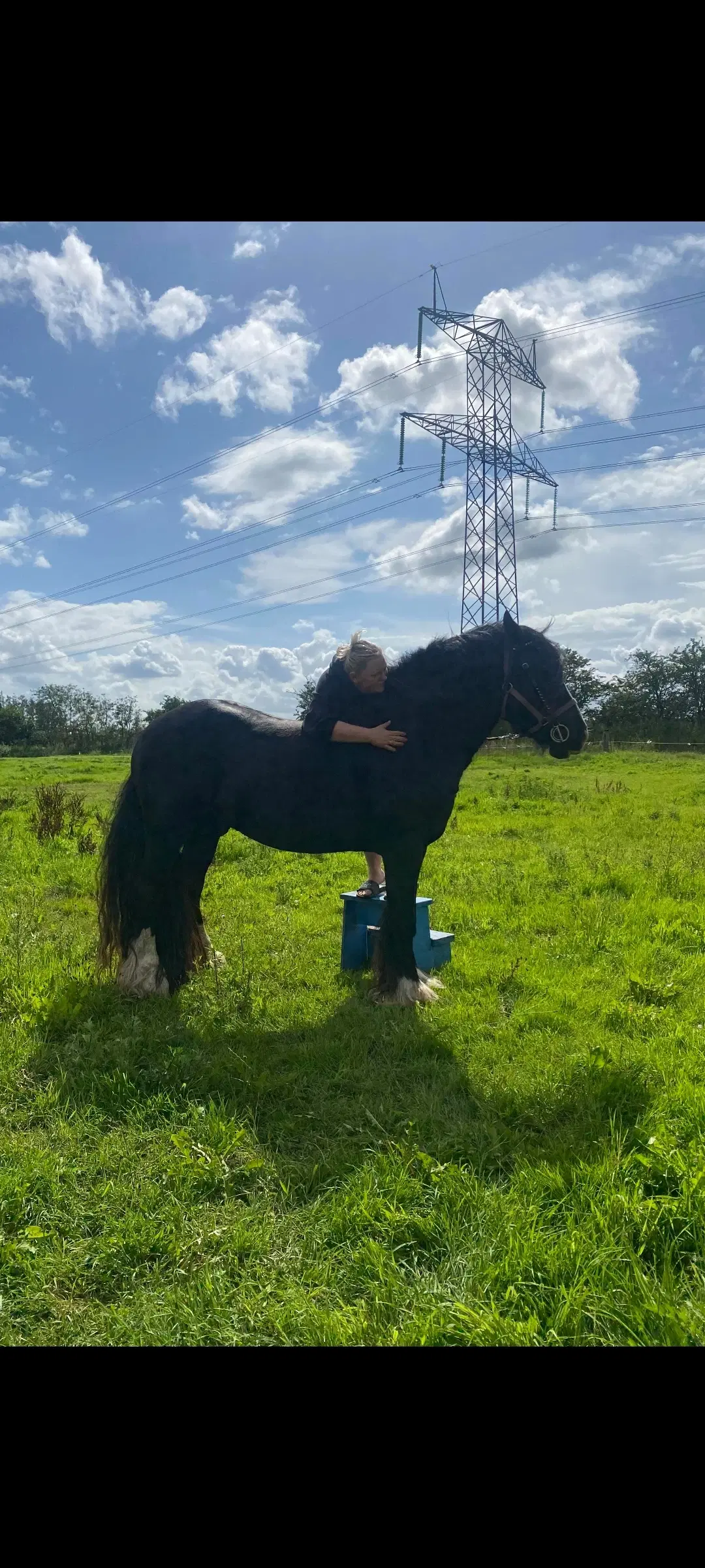 Hingst Irish cob