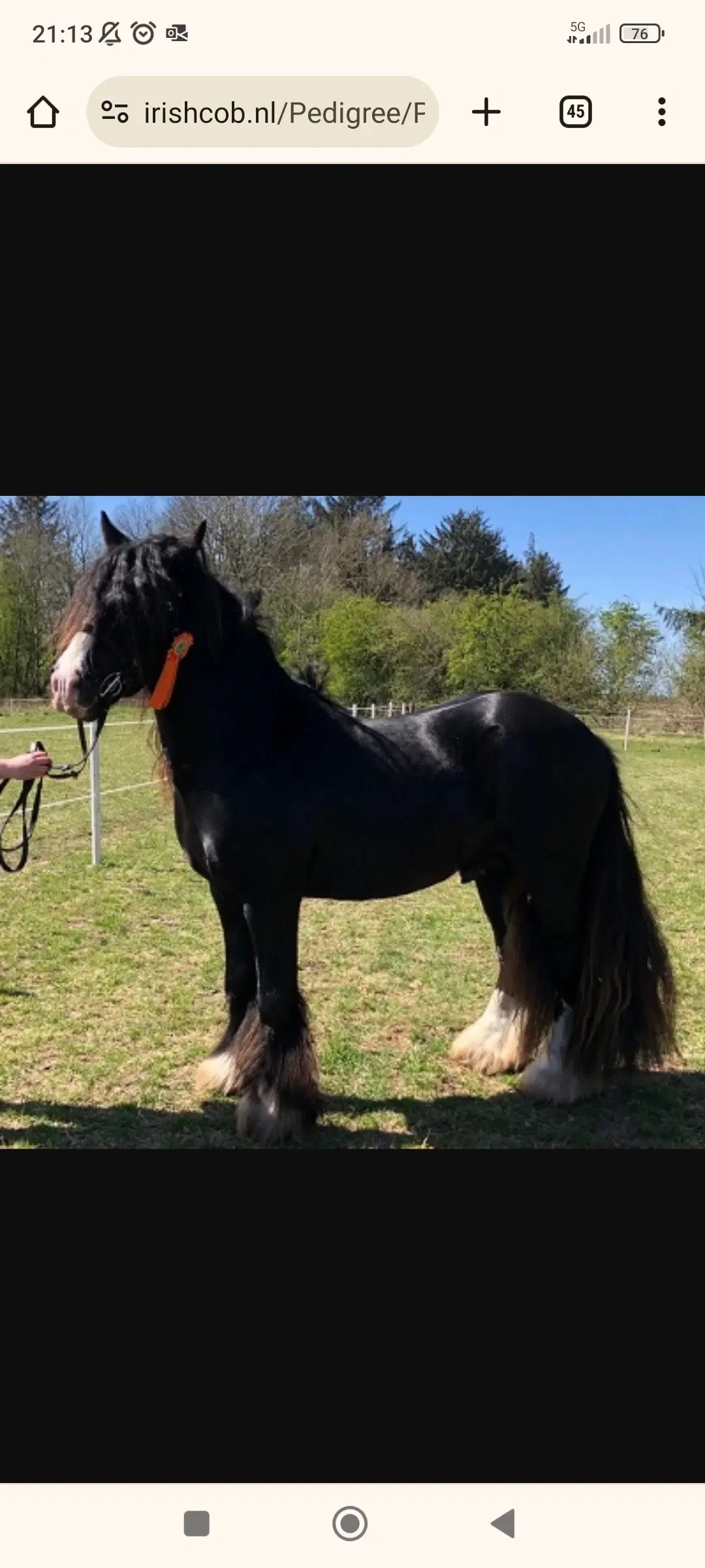 Hingst Irish cob