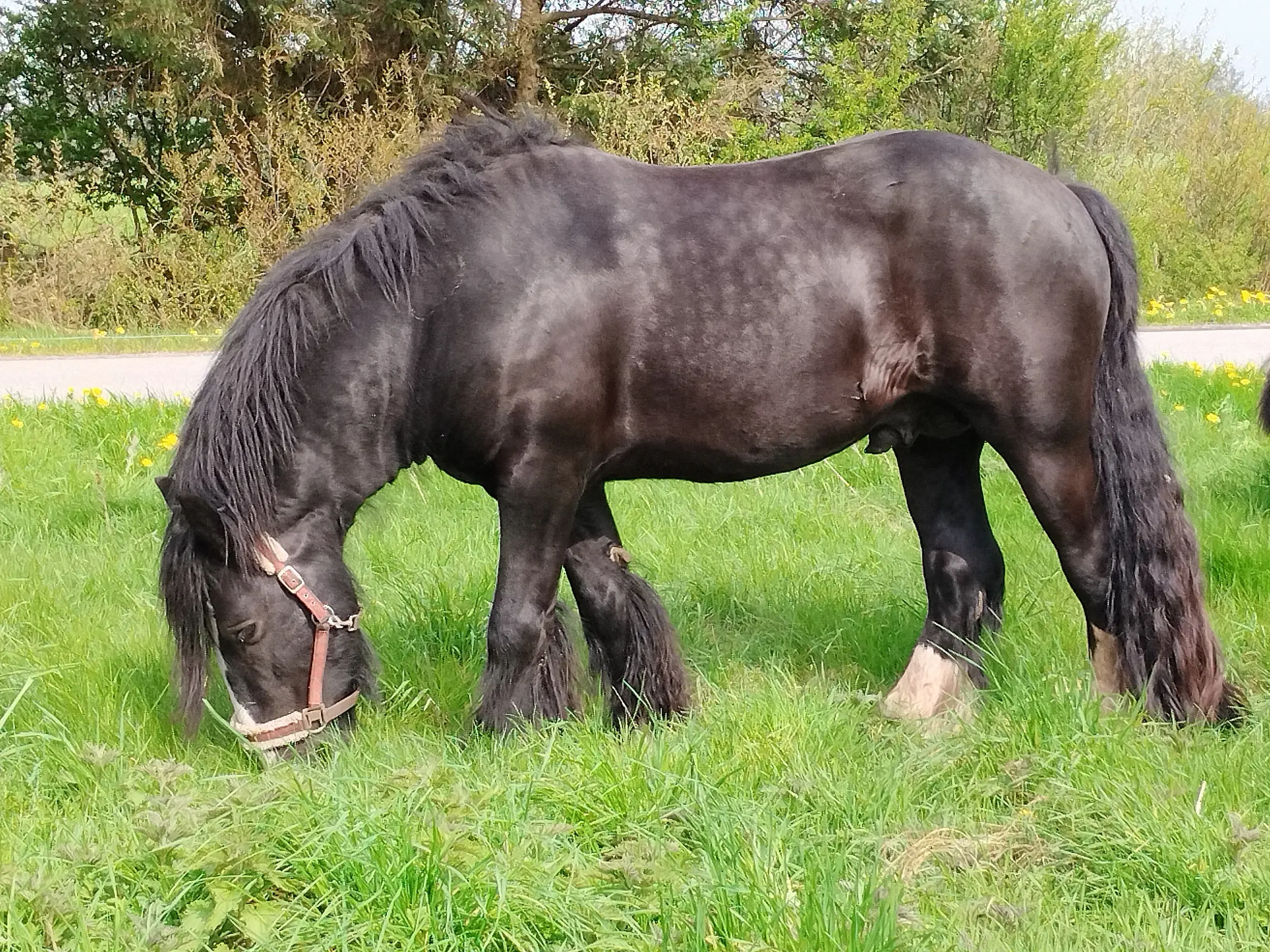 Hingst Irish cob