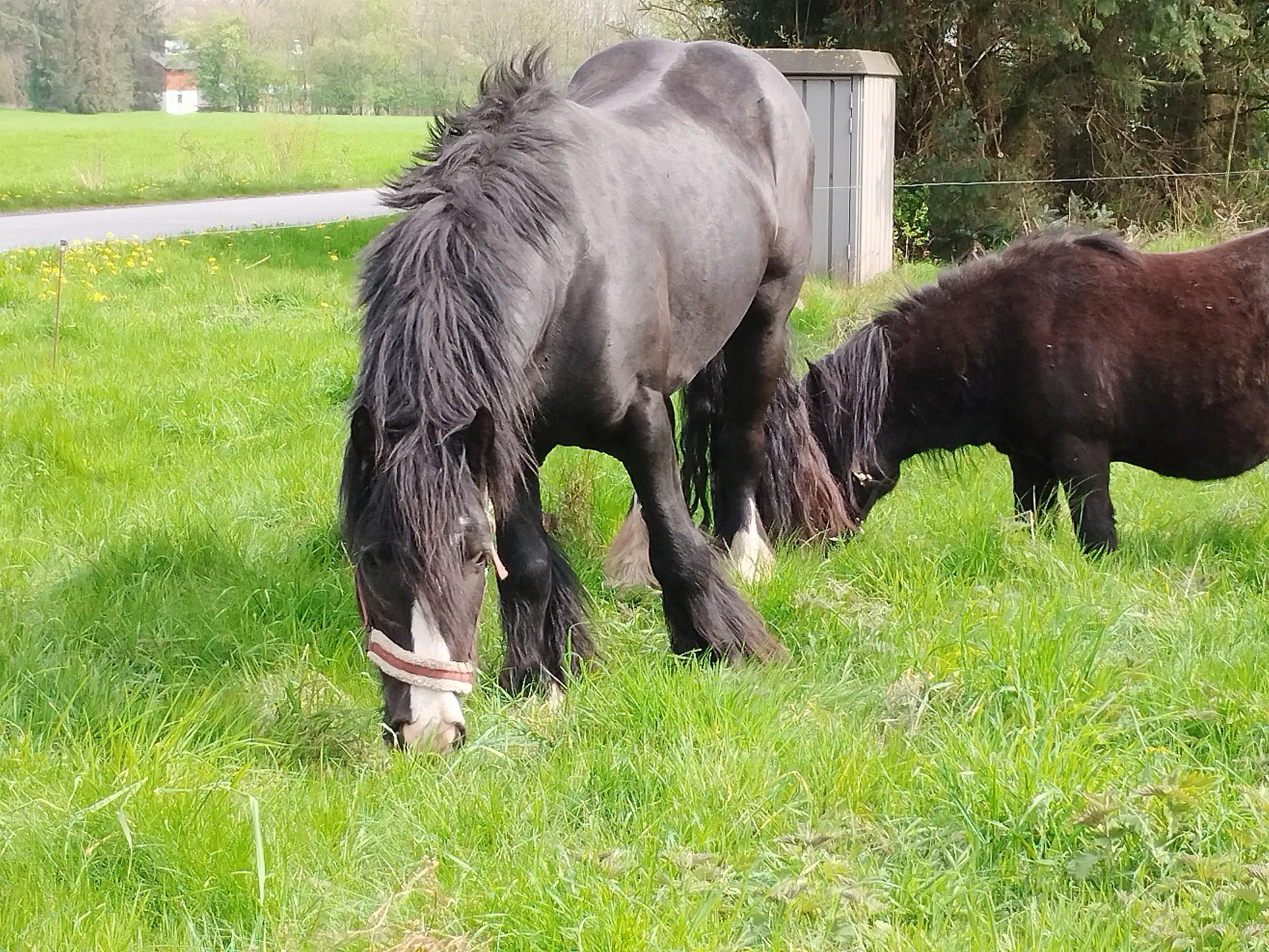 Hingst Irish cob