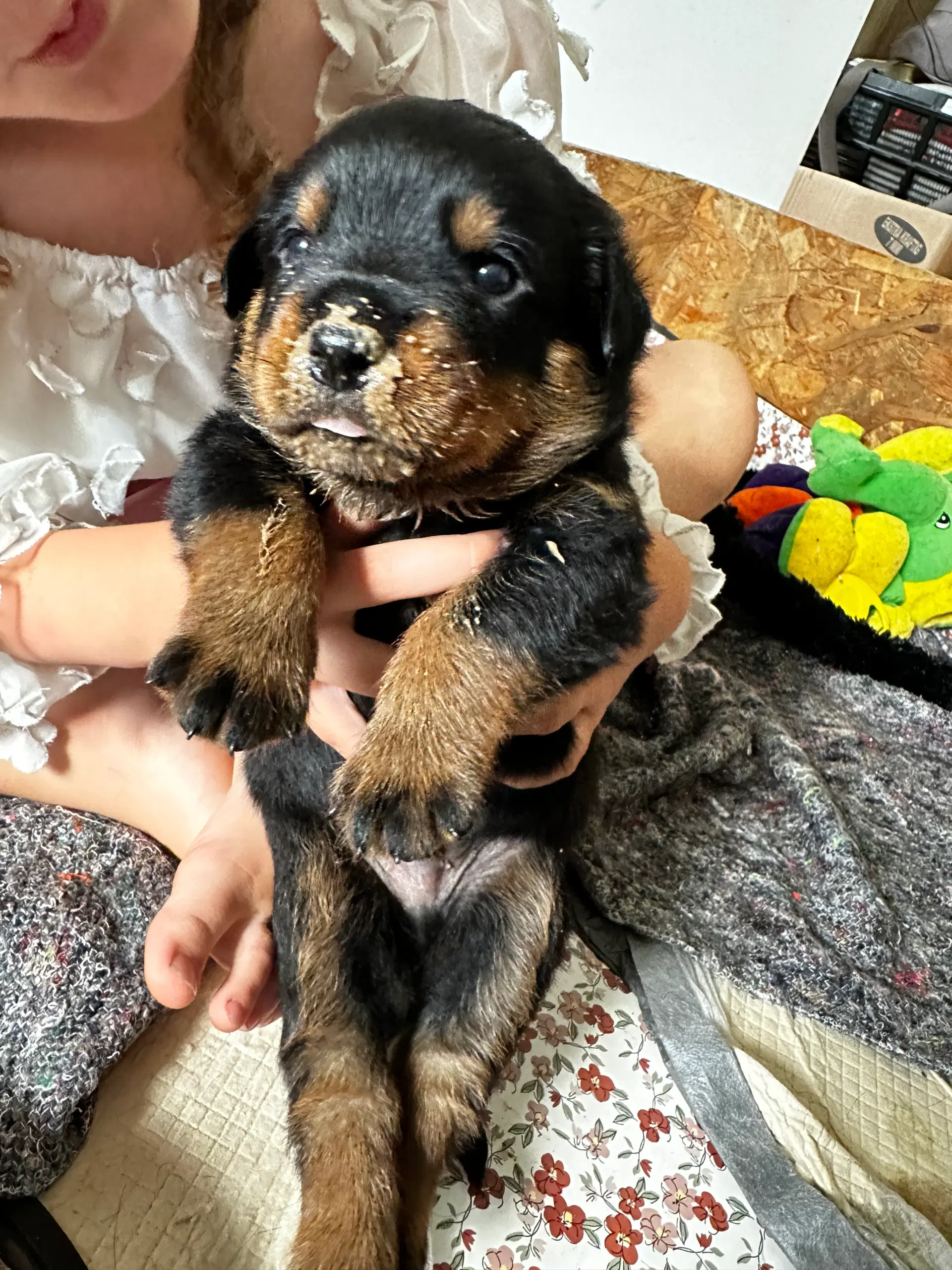 Rottweiler hvalpe