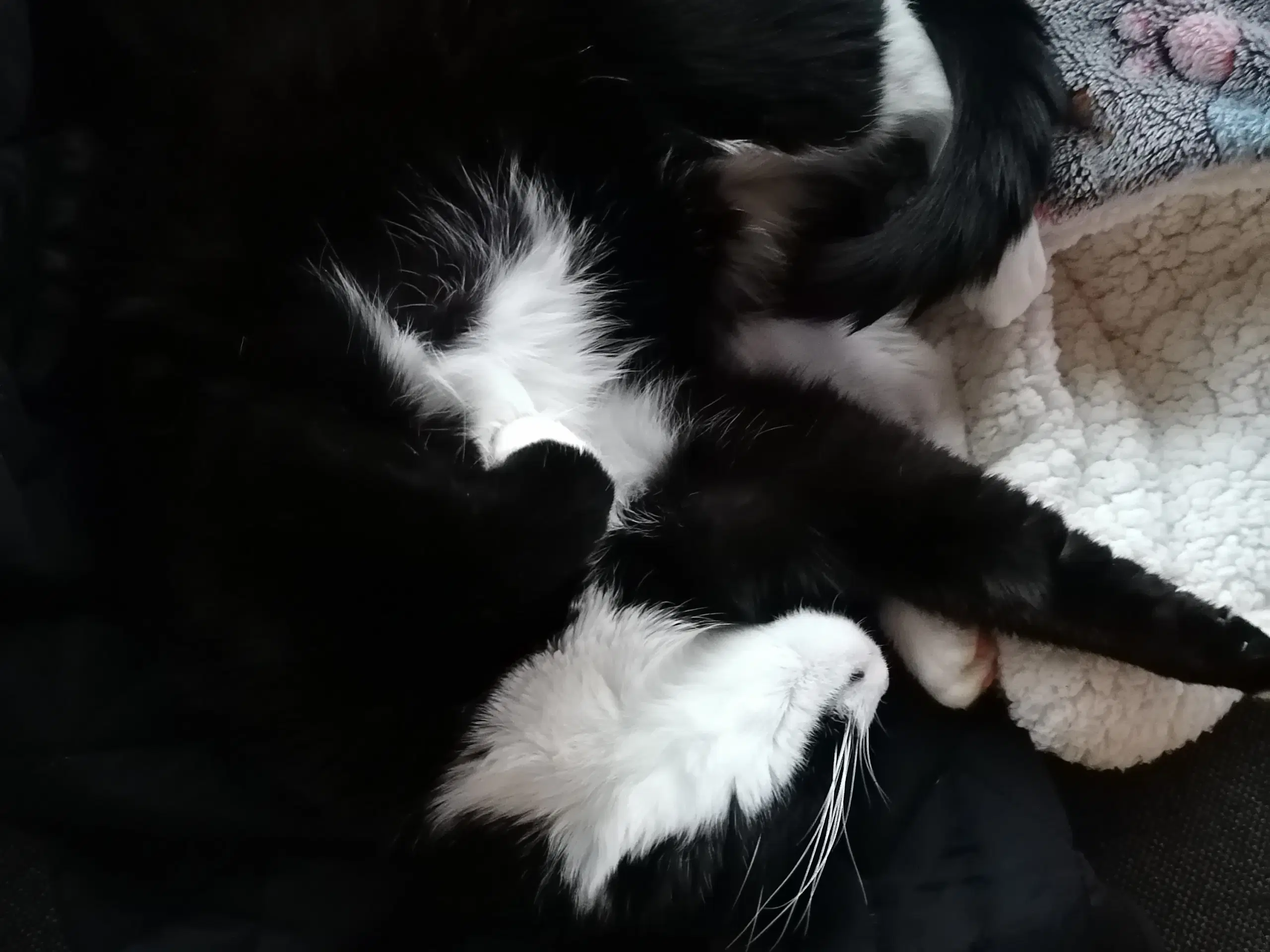 Sød tuxedo Han kat (inkl. Tilbehør)