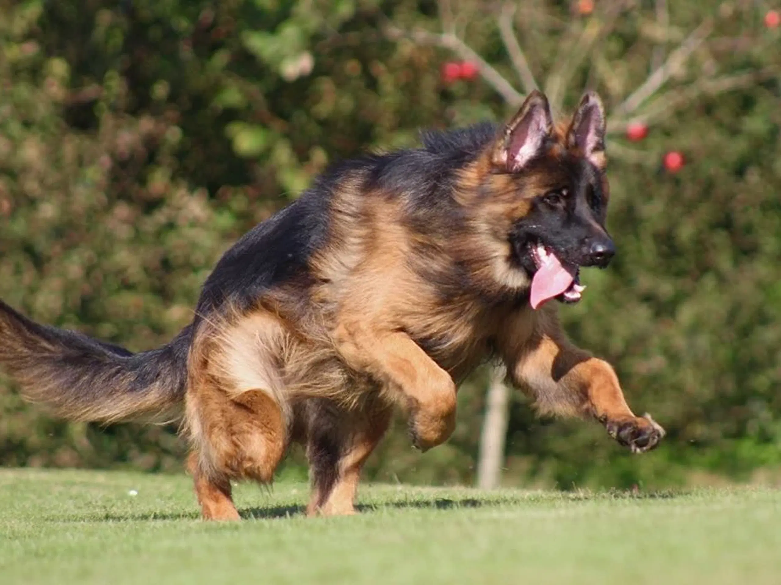 Langhåret Schæferhund