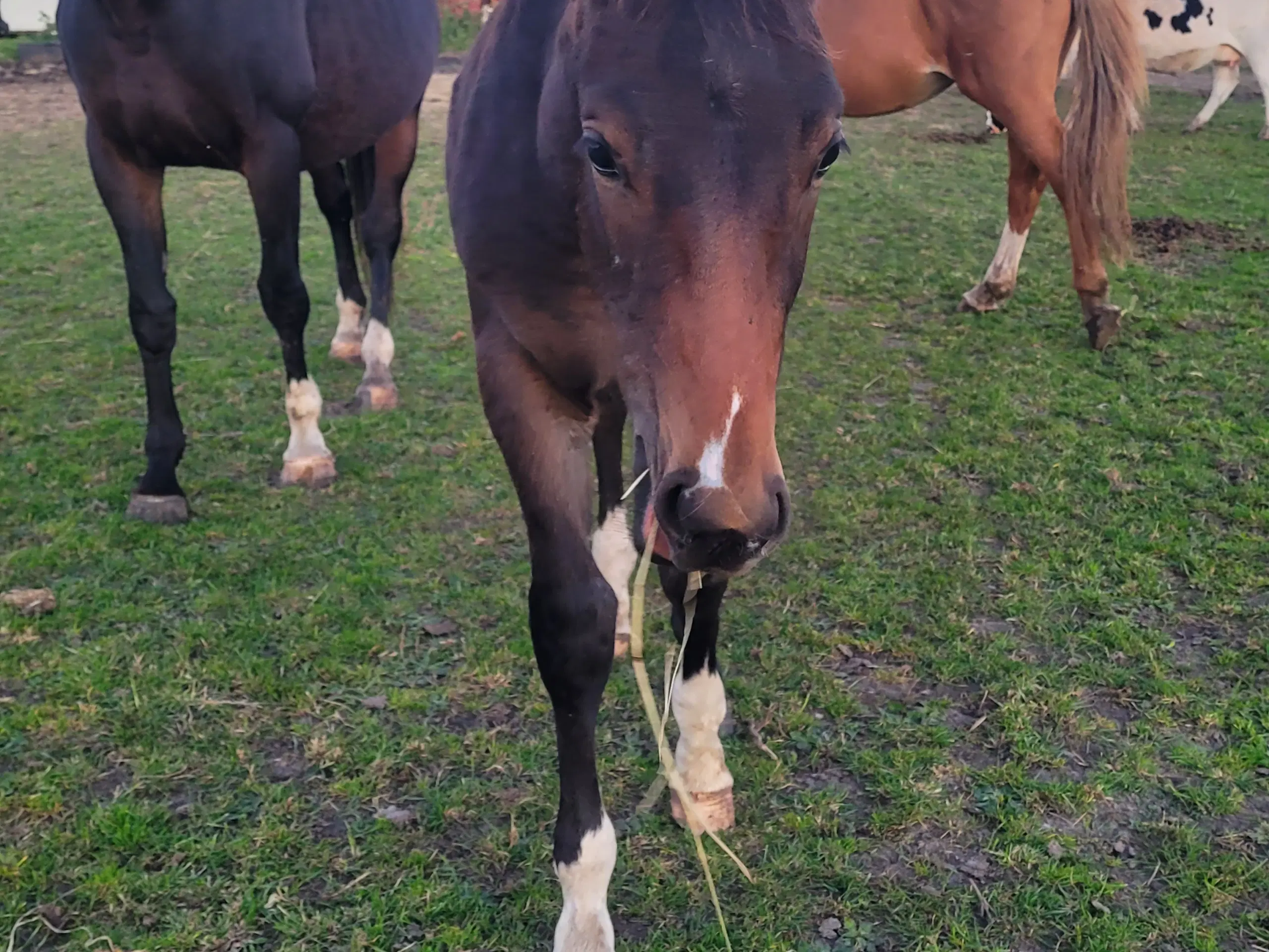 Oldenborg krydsning s hingst