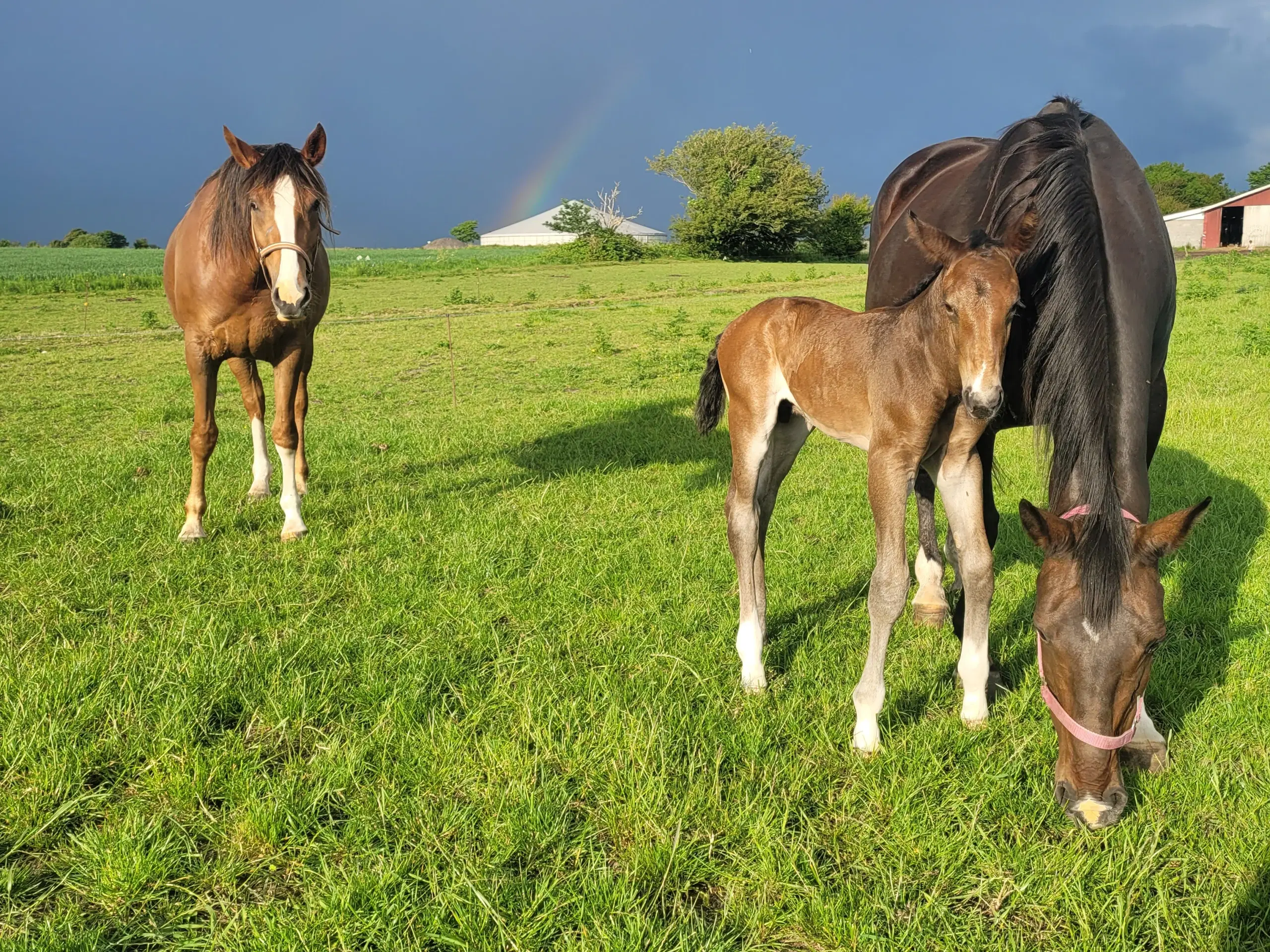 Oldenborg krydsning s hingst