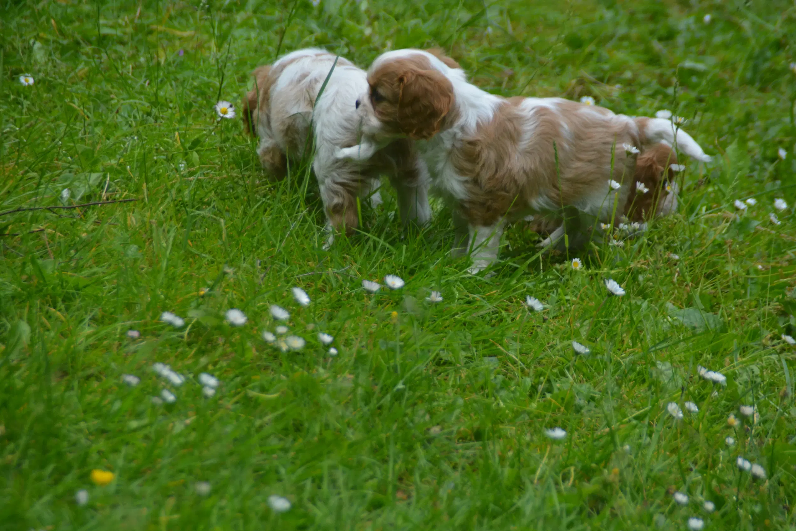 Cavalier King Charles Spaniel