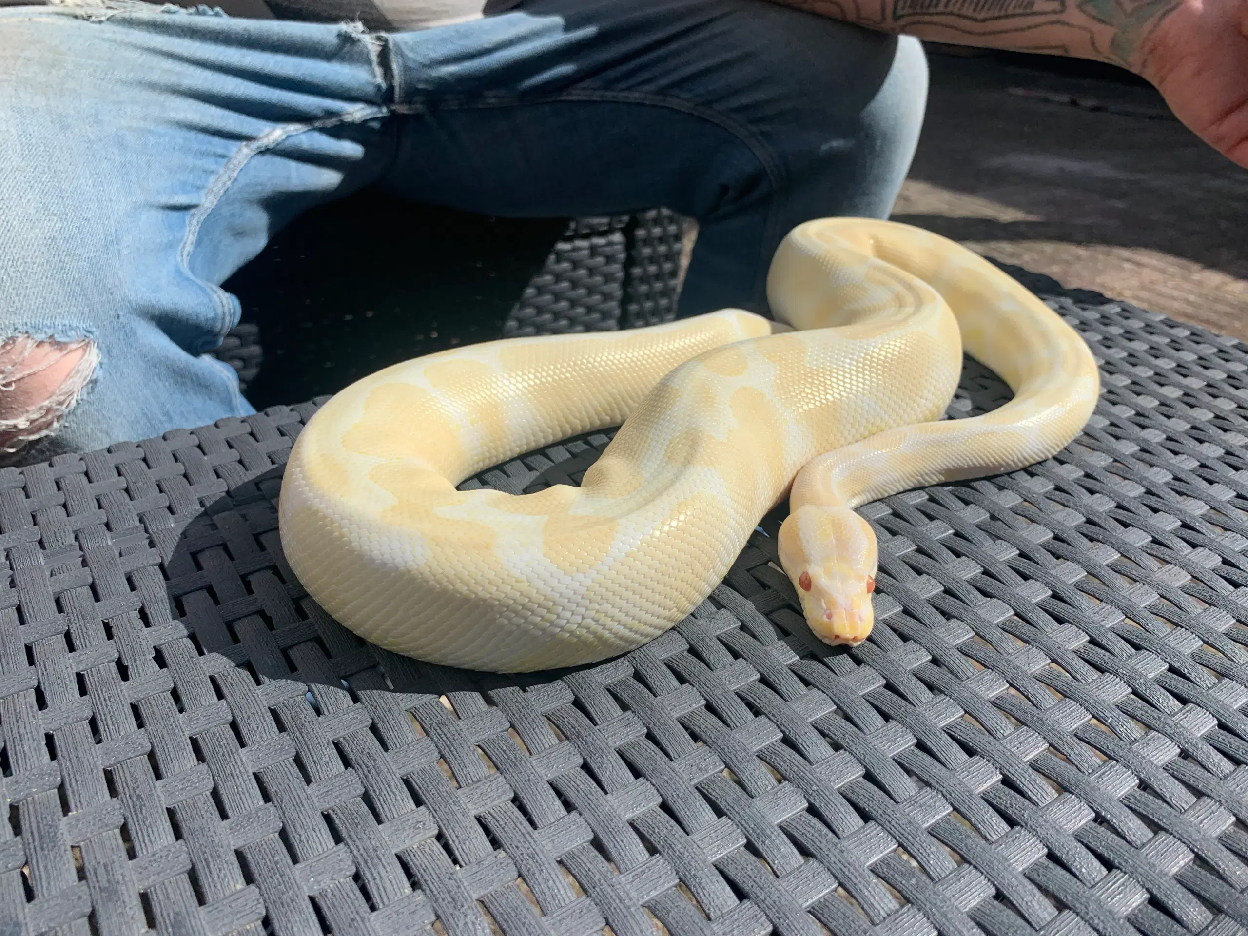 Albino kongepythoner