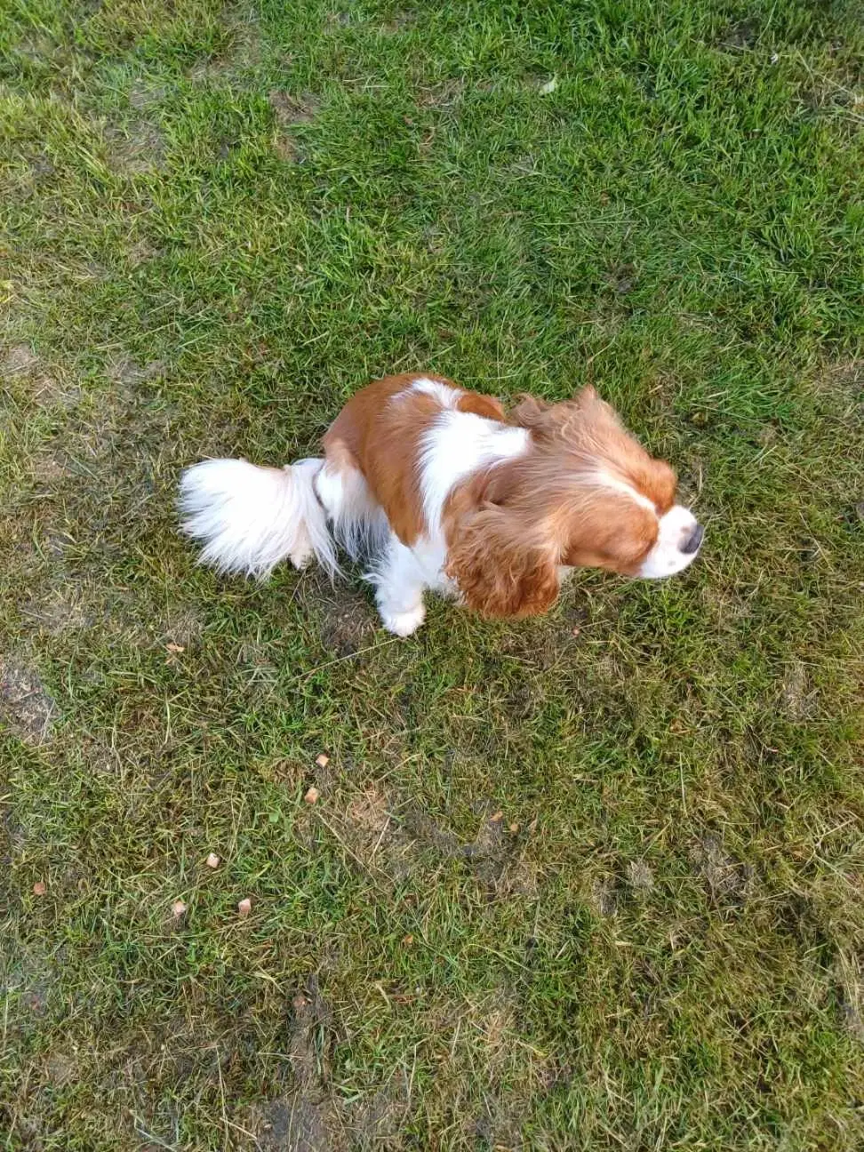 CAVALIER KING CHARLES SPANIEL PIGE SÆLGES