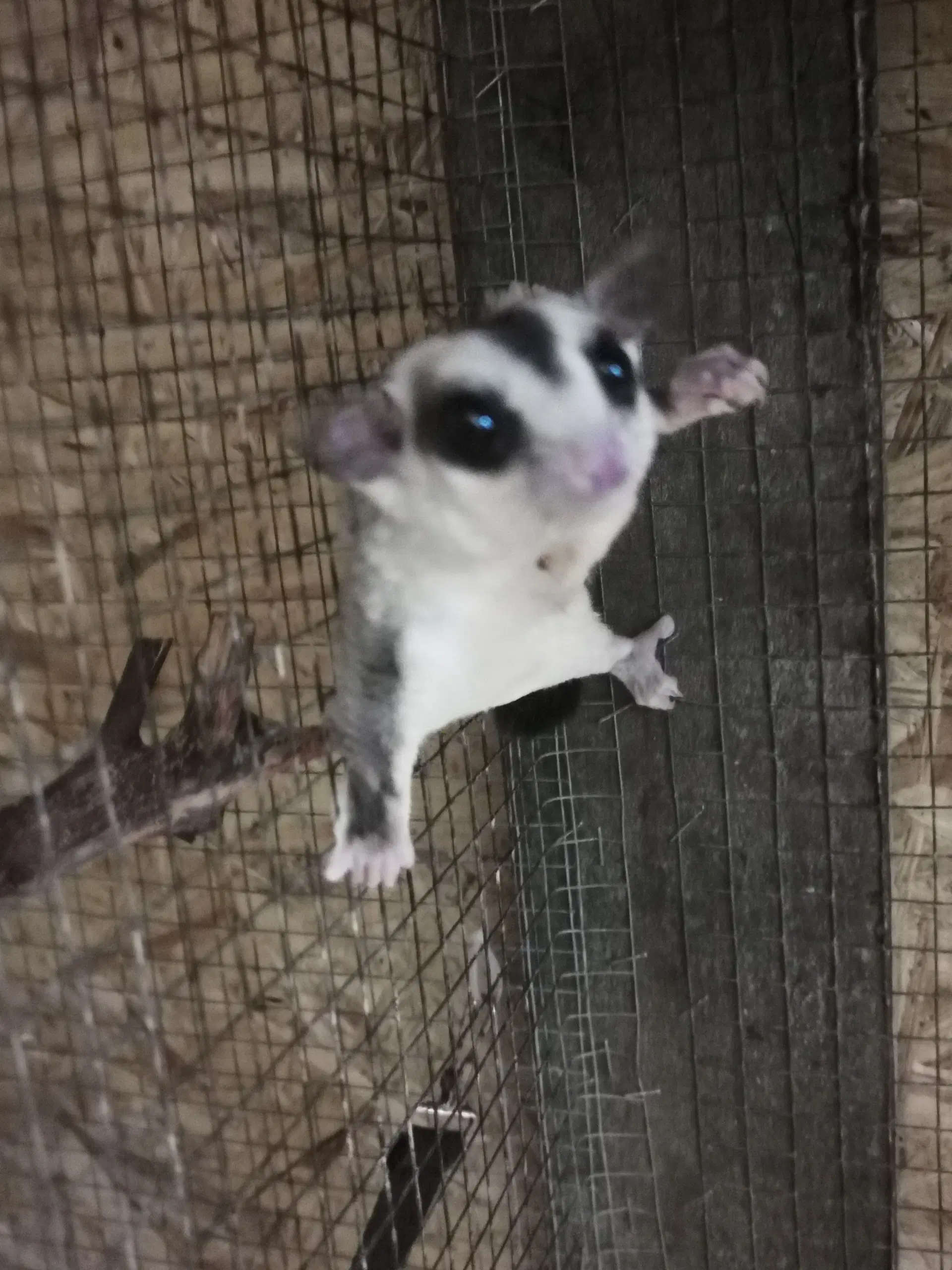 Sugarglider