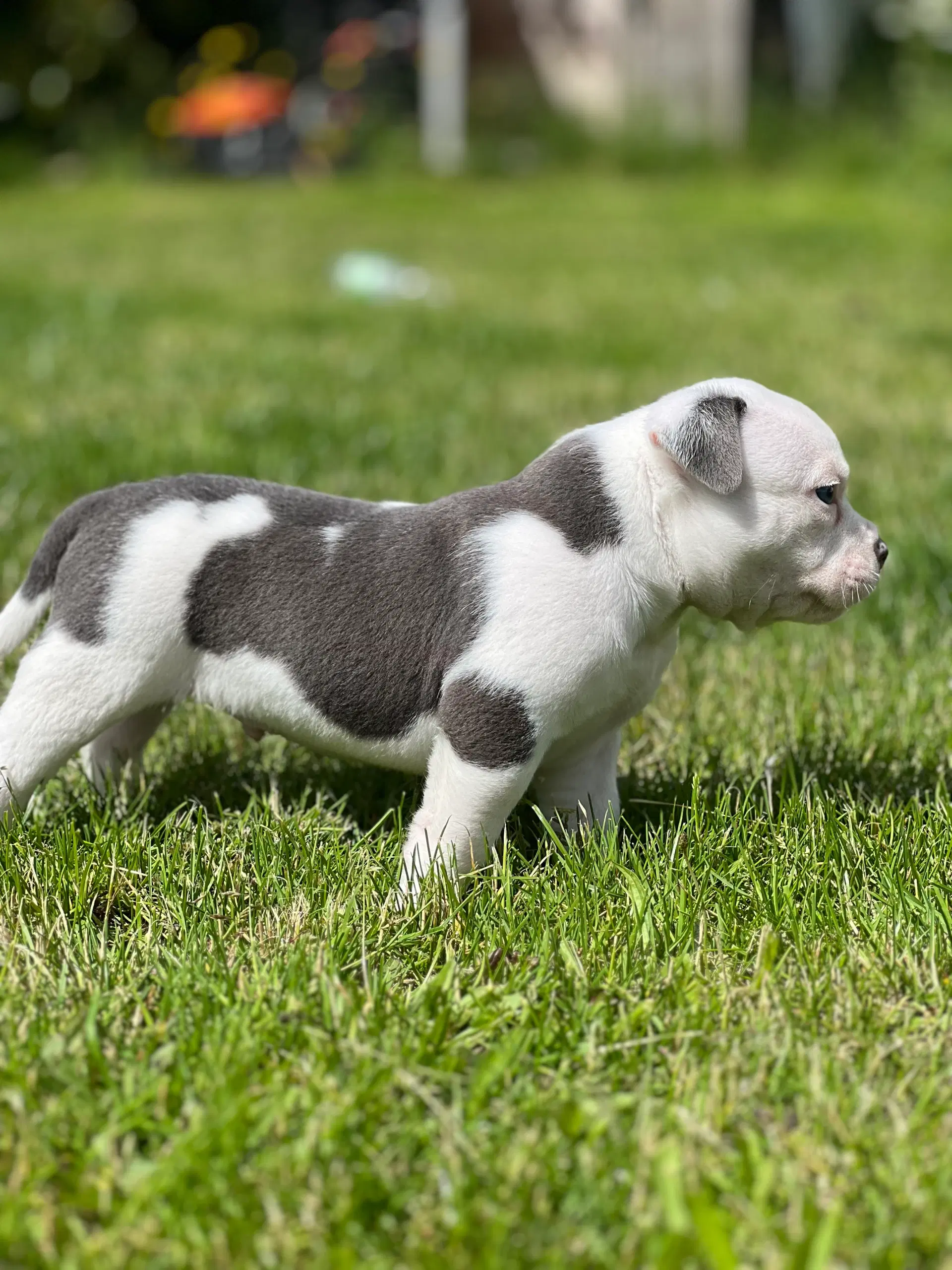 American bully pocket Hanhvalpe