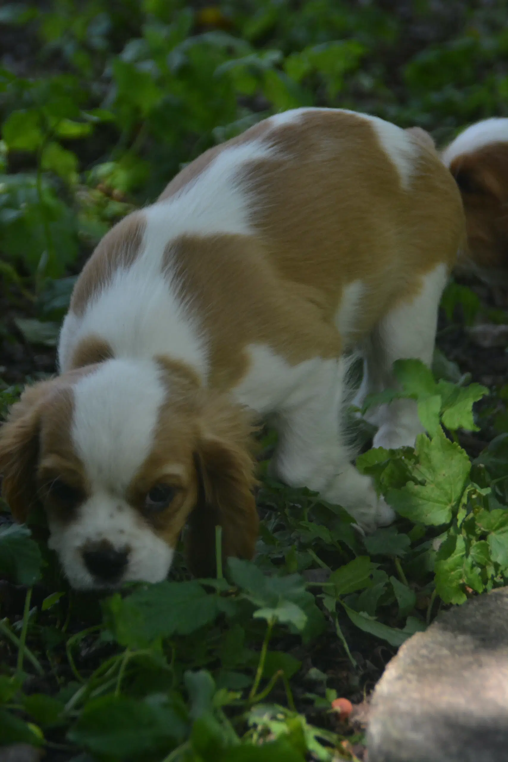 Cavalier King Charles Spaniel