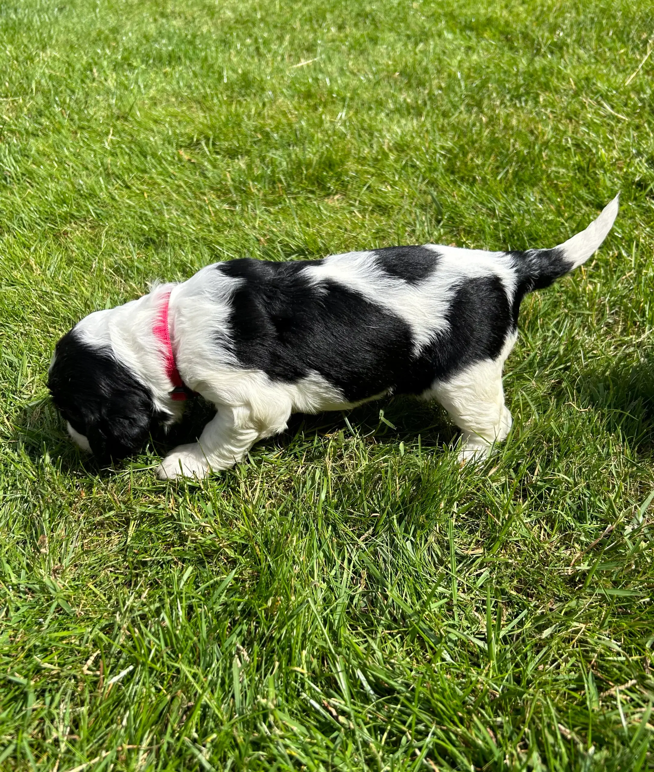 Engelsk springer spaniel