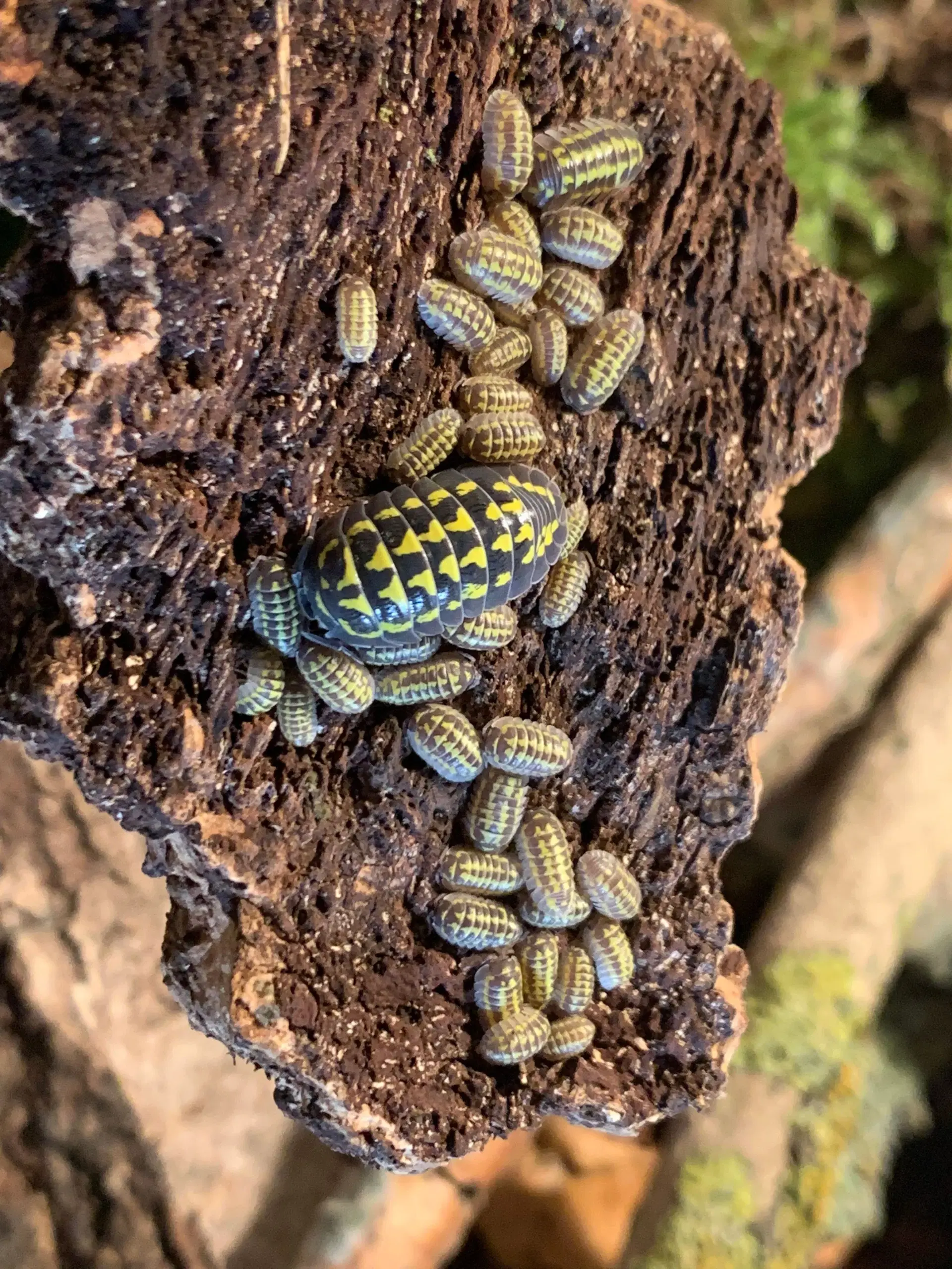 Armadillidium Gestroi sælges