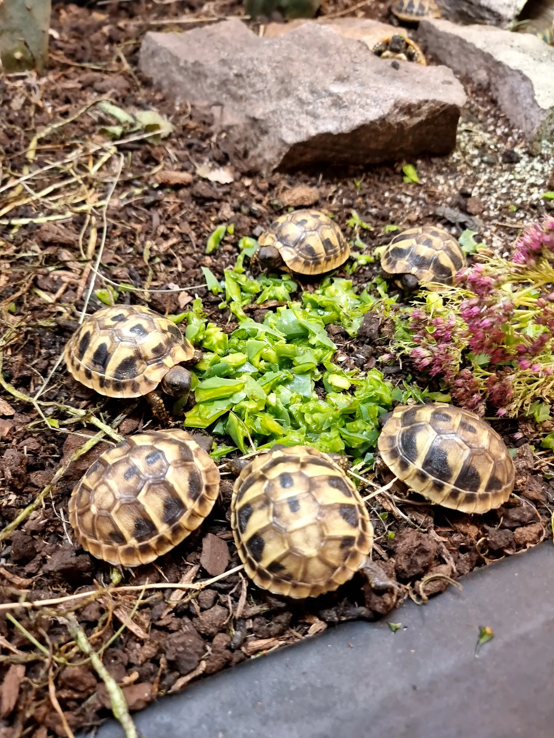 Græske landskildpadder