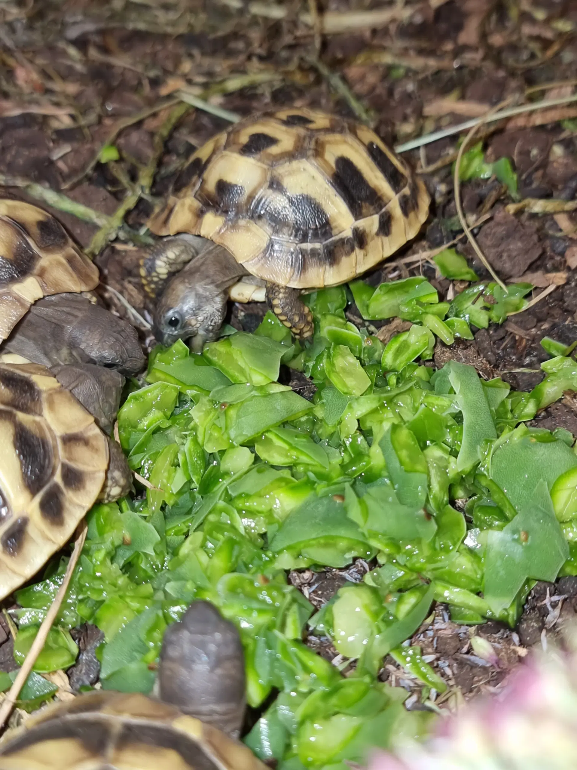 Græske landskildpadder