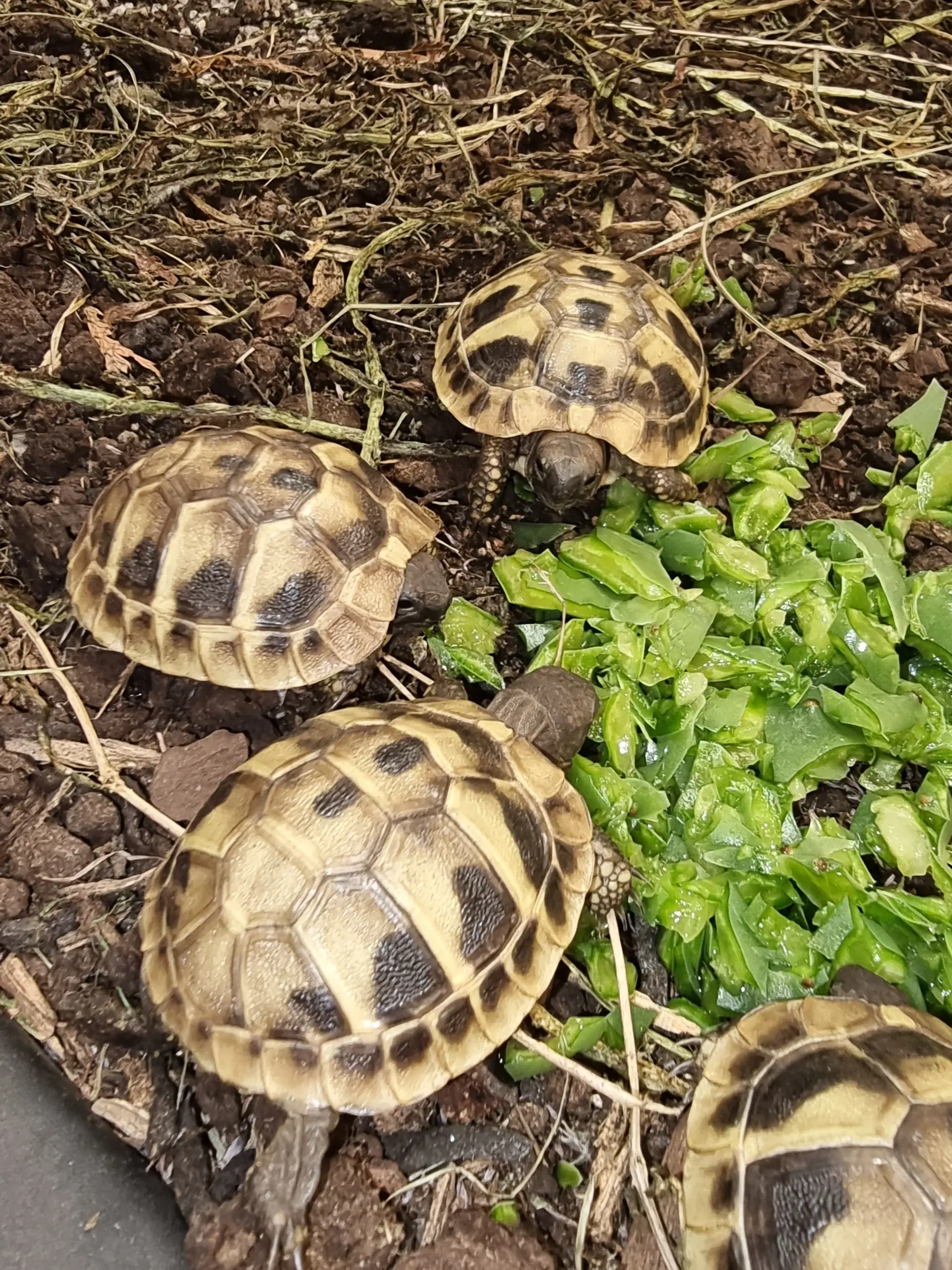 Græske landskildpadder