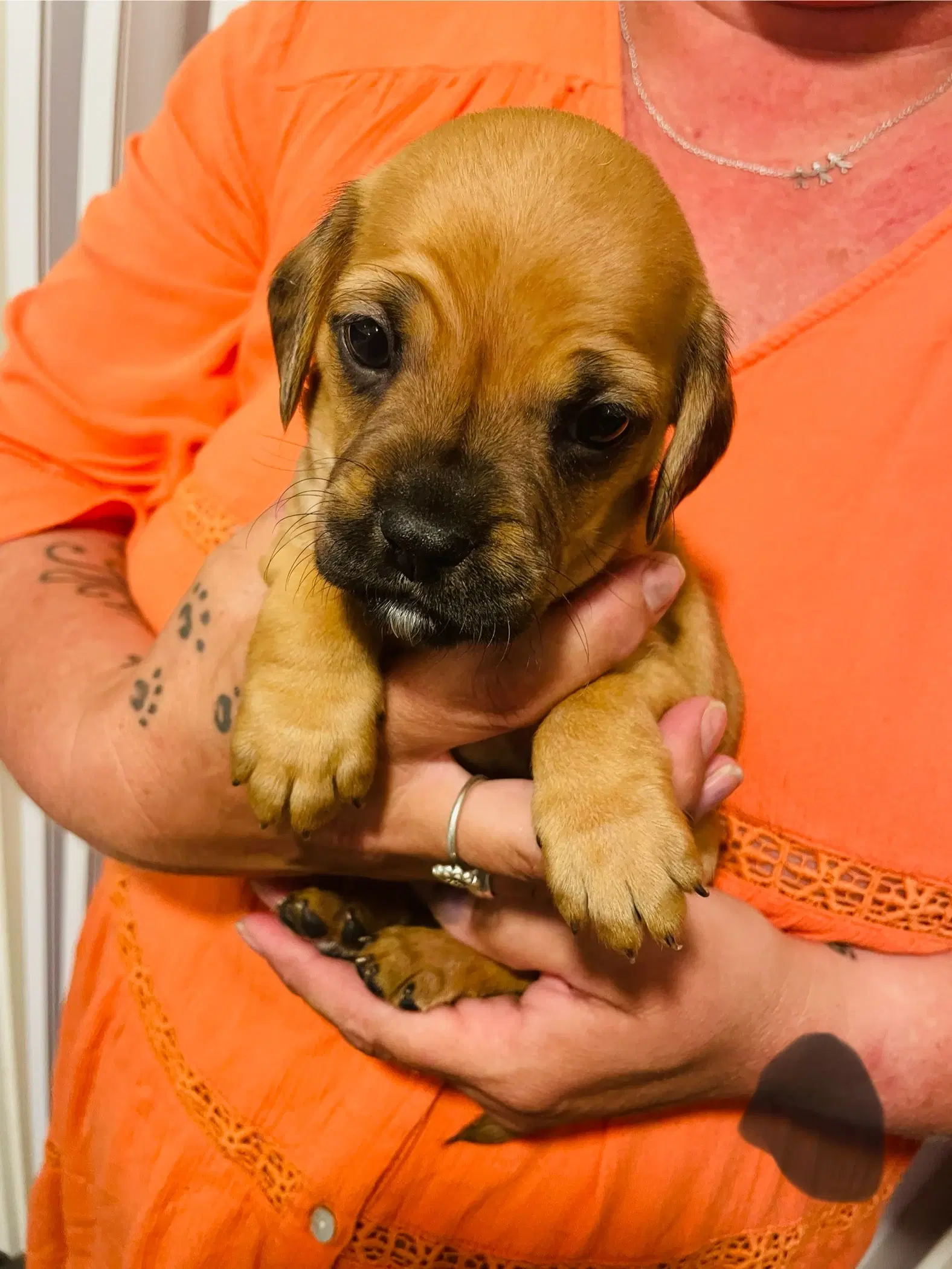 Fransk bulldog bla med cockerspaniel/ cavalier