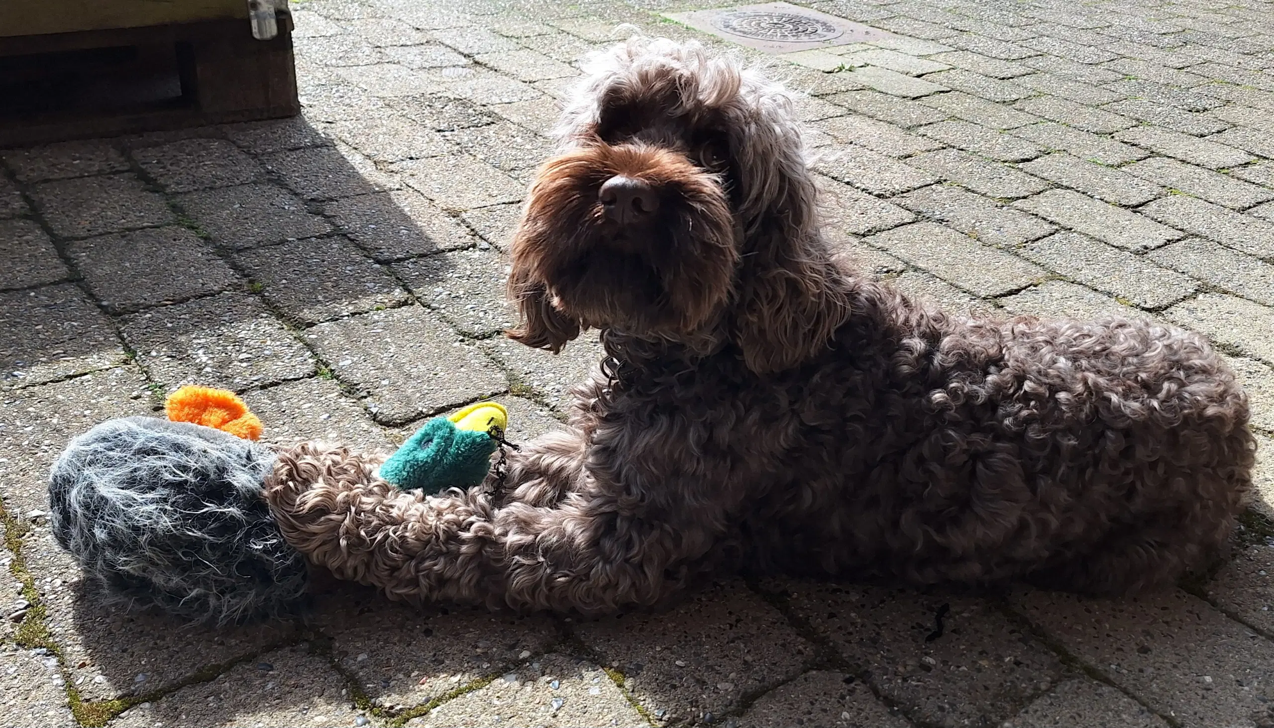 Cockapoo parring tilbydes