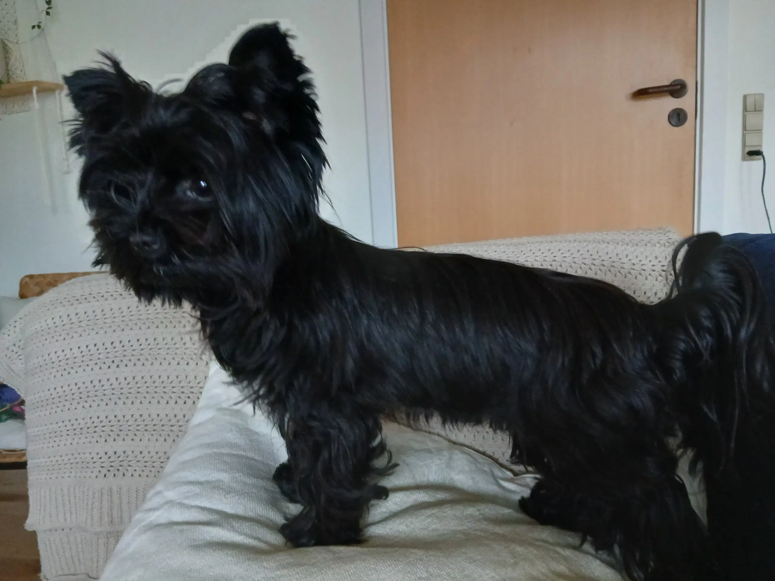 Parring tilbydes SORT Yorkshire terrier biewer