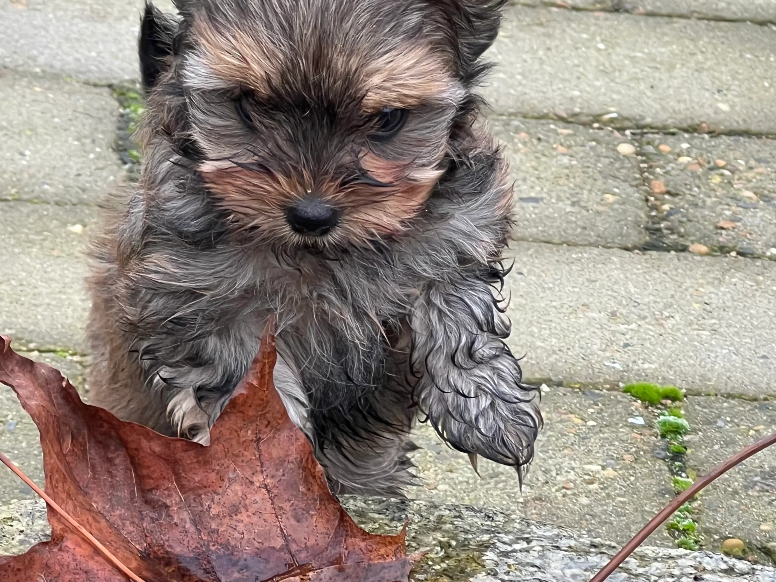 Yorkshireterrier hvalpe sælges