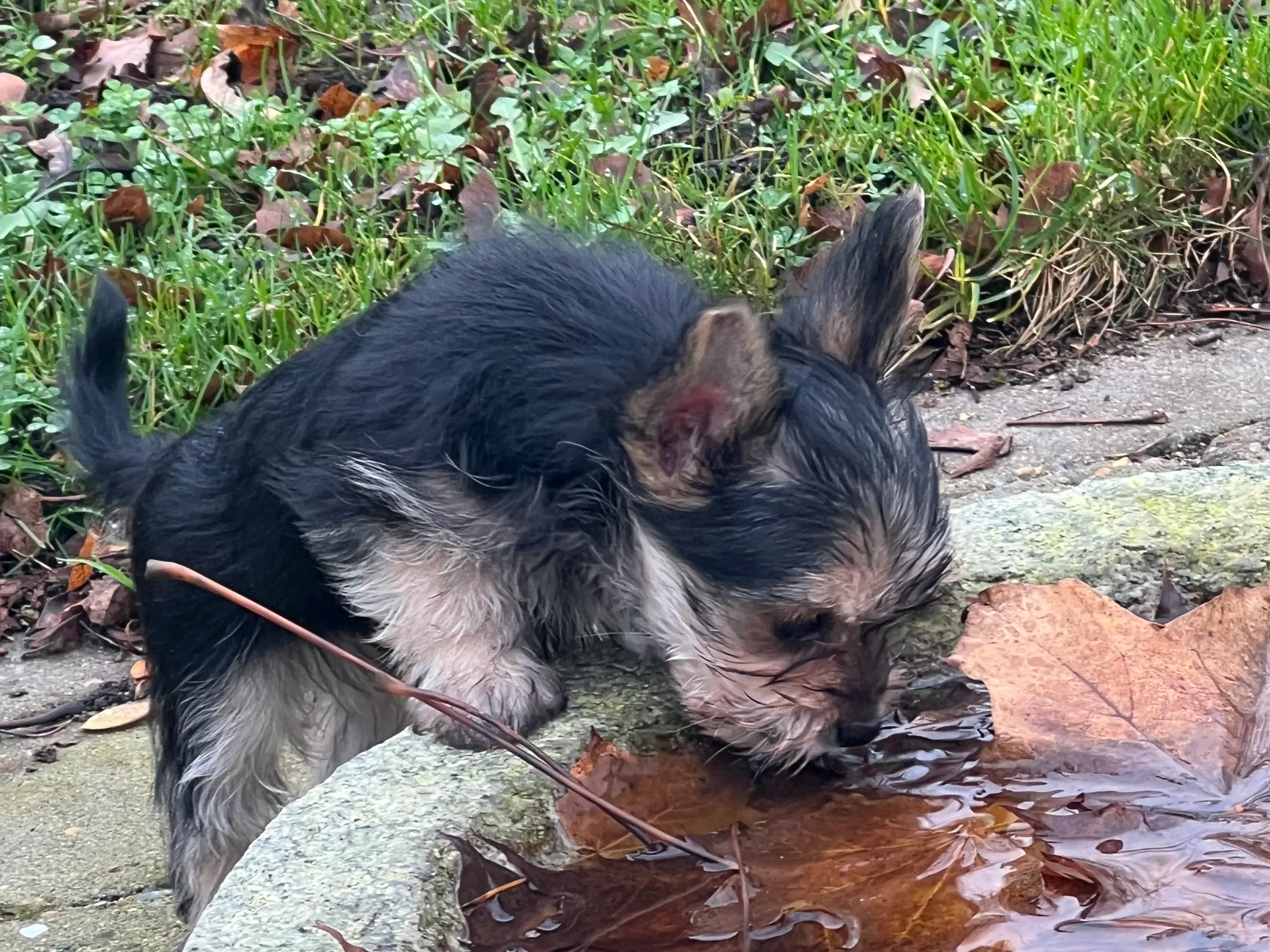 Yorkshireterrier hvalpe sælges