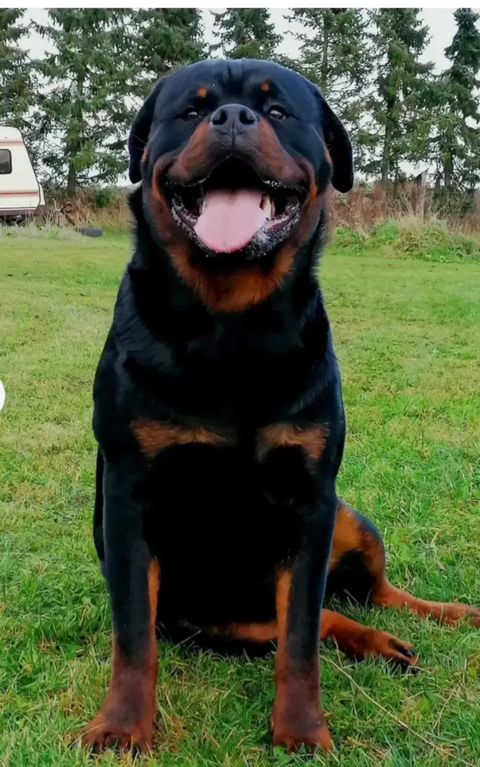 Cane Corso/Rottweiler