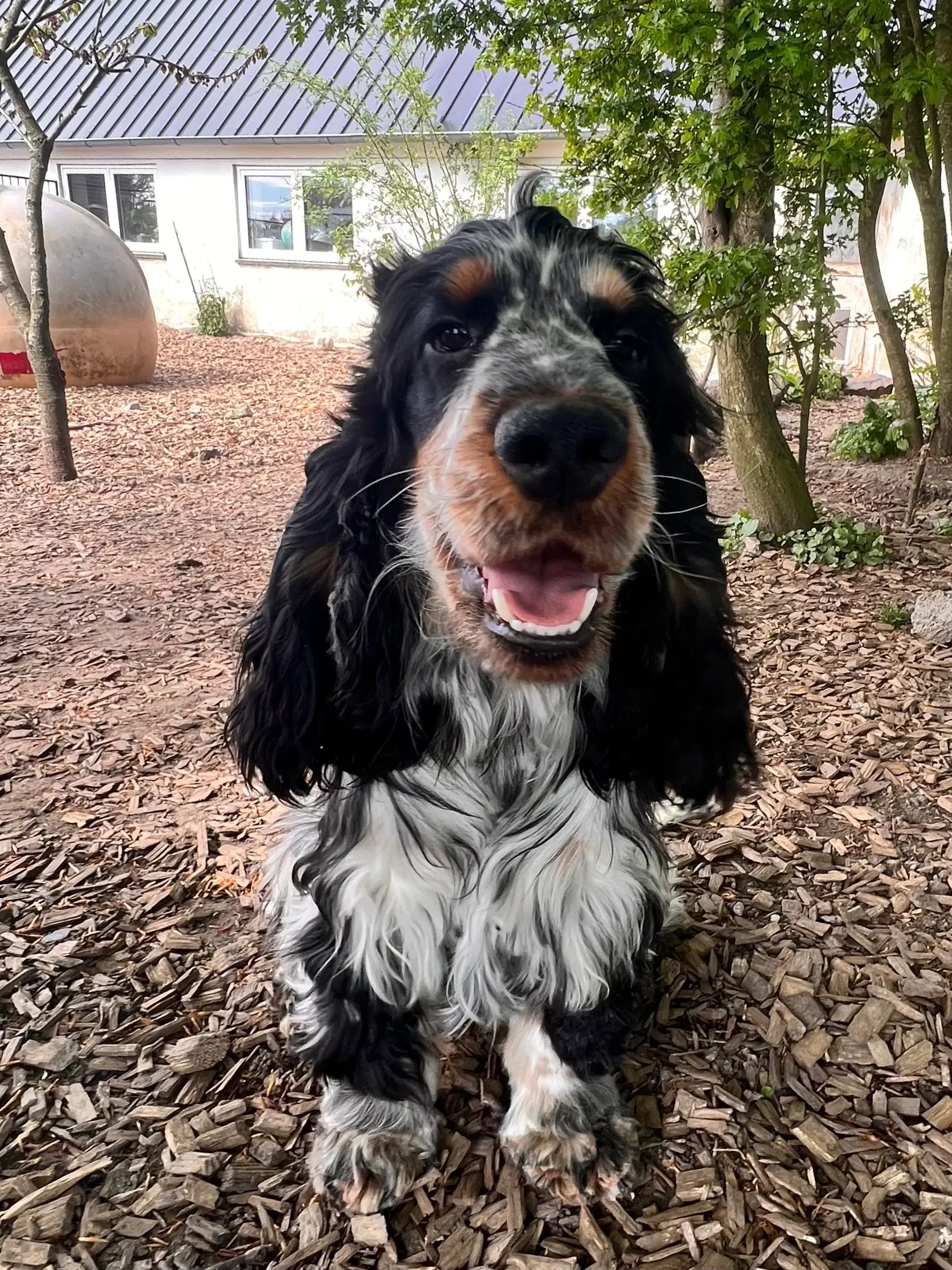 Racerene Engelsk Cocker Spaniel