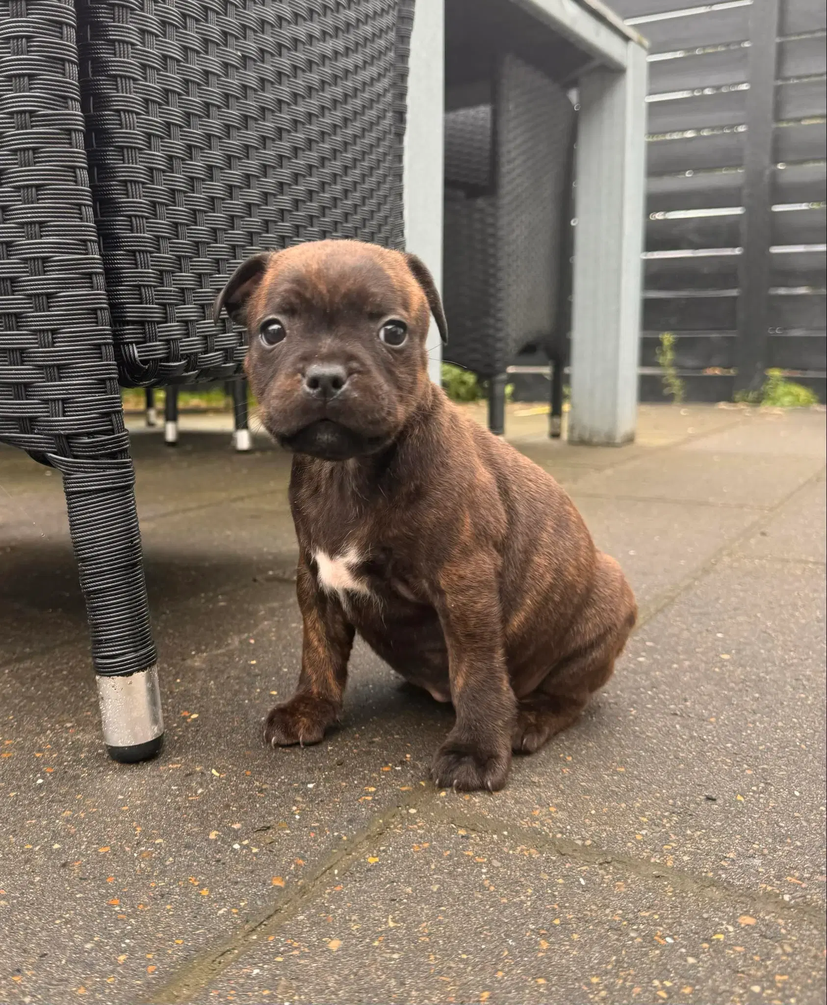 Staffordshire bull terrier