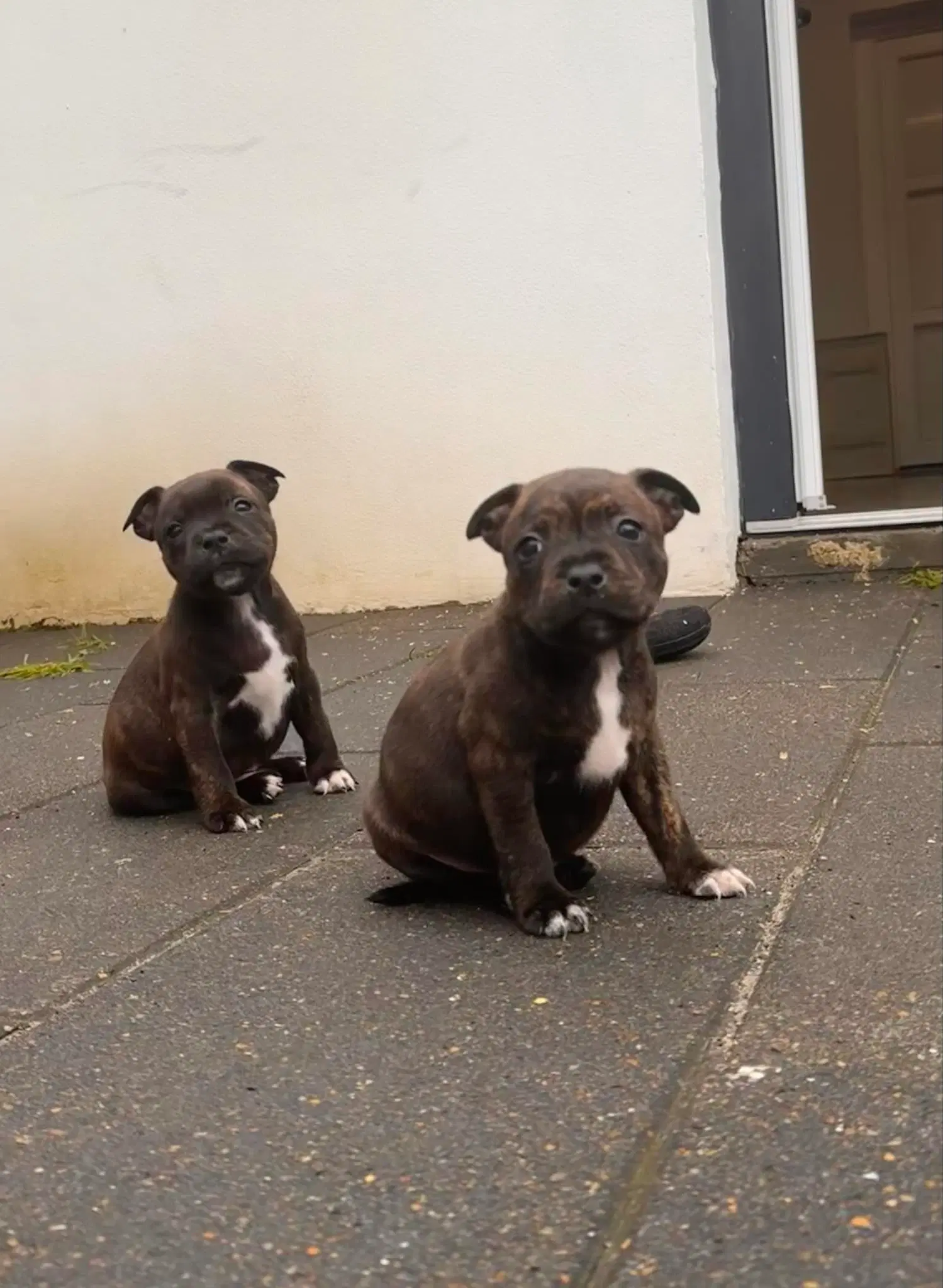 Staffordshire bull terrier