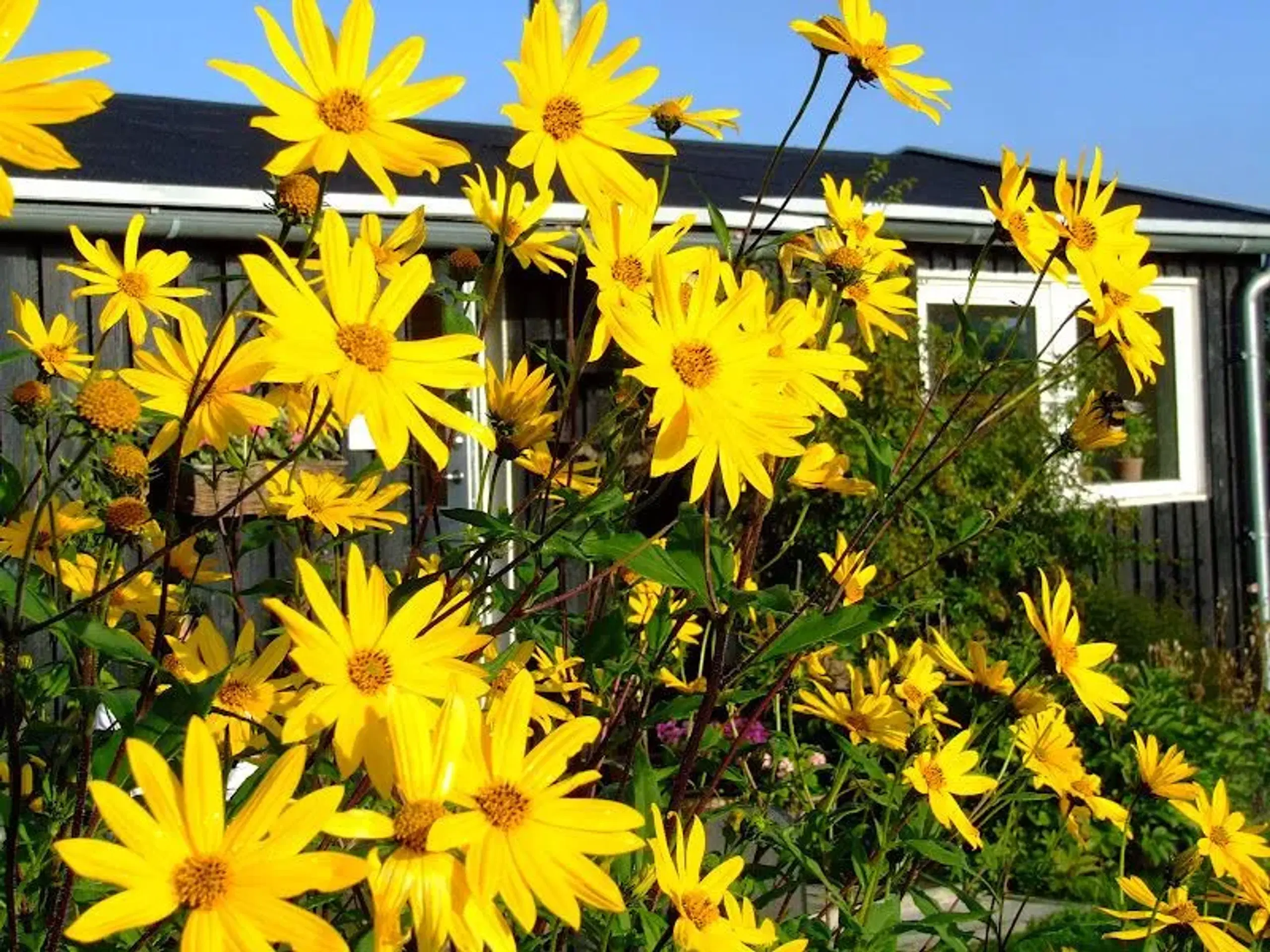 Jordskokker med store solsikke-blomster